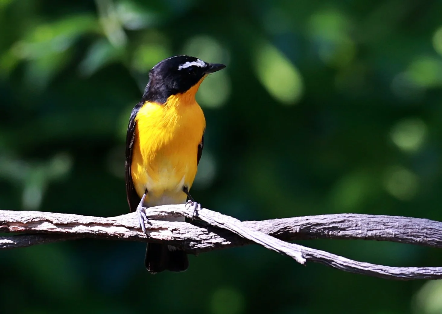Flycatcher - Yellow-rumped Flycatcher - Ficedula zanthopygia - Bang Pu Mangrove Forest Reserve, Samut Prakan March 30, 2024 (34).jpg
