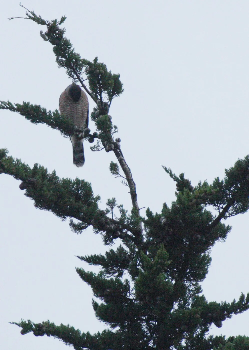 Accipiter cooperii - COOPERS HAWK - SEQUIM PRAIRIE (17).JPG