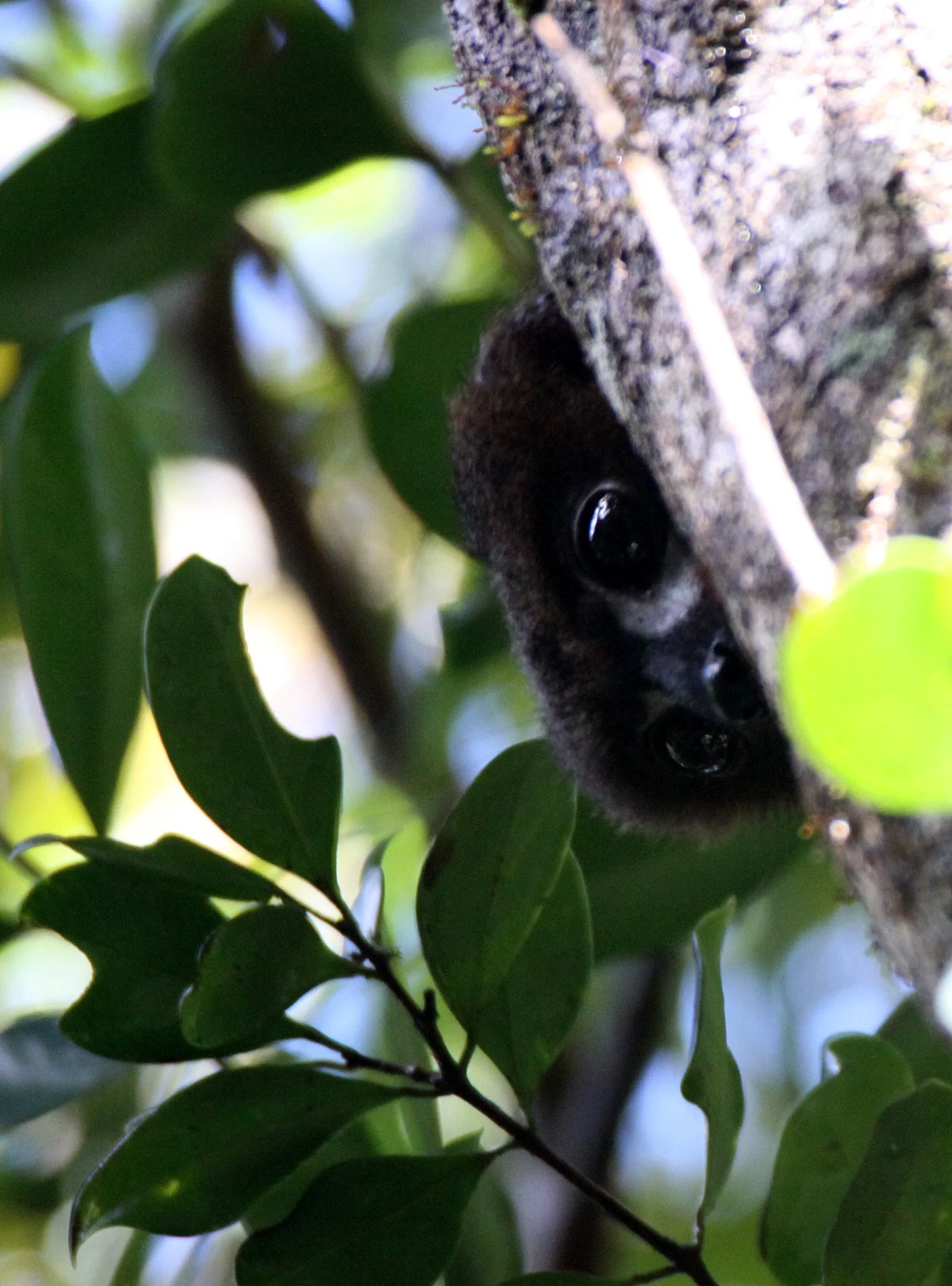 LEMURIDAE - Eulemur rubriventer - RED-BELLIED LEMUR - RANOMAFANA NATIONAL PARK MADGASCAR (27).JPG