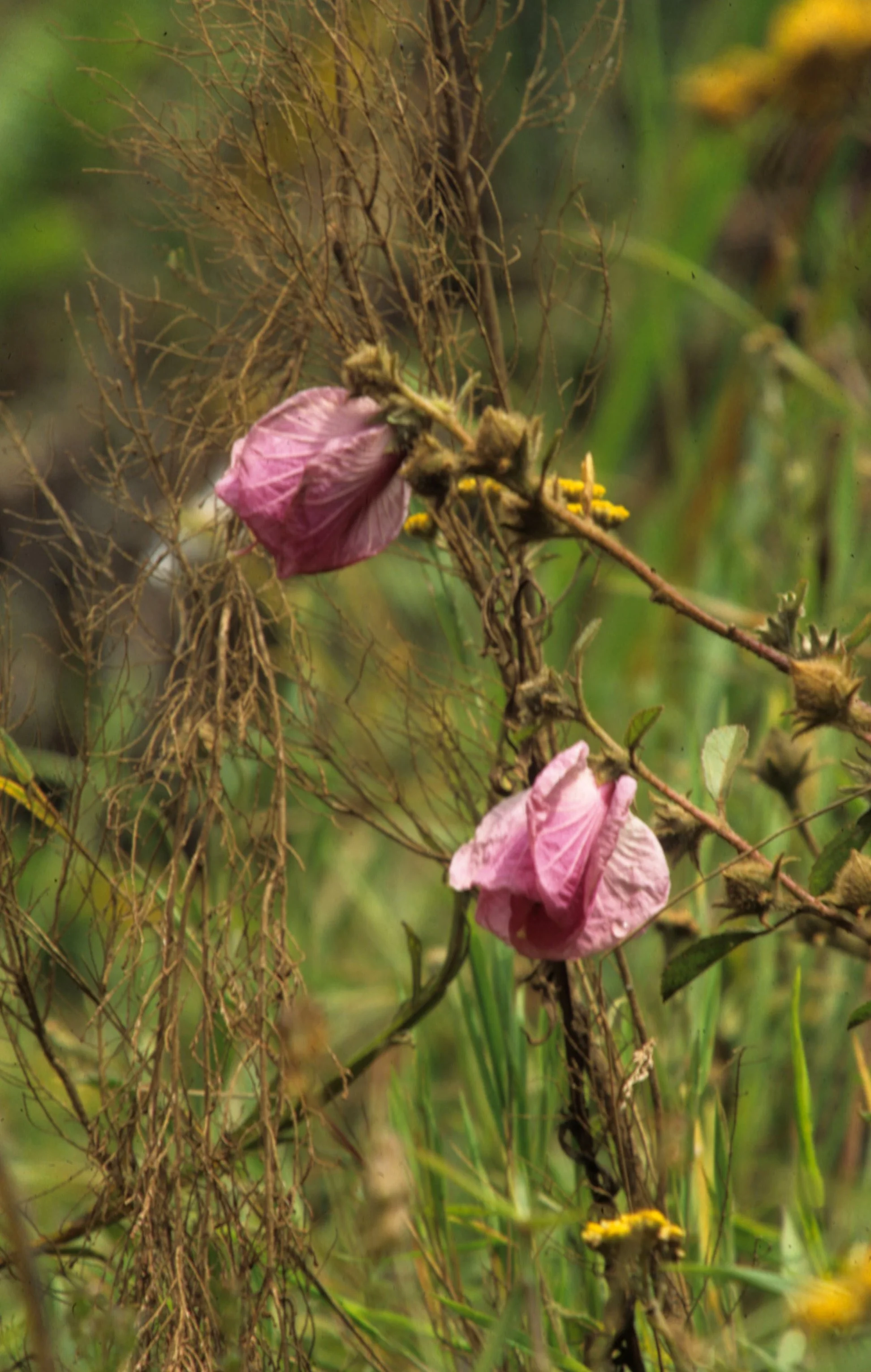 KENYA - PLANT SPECIES C.jpg