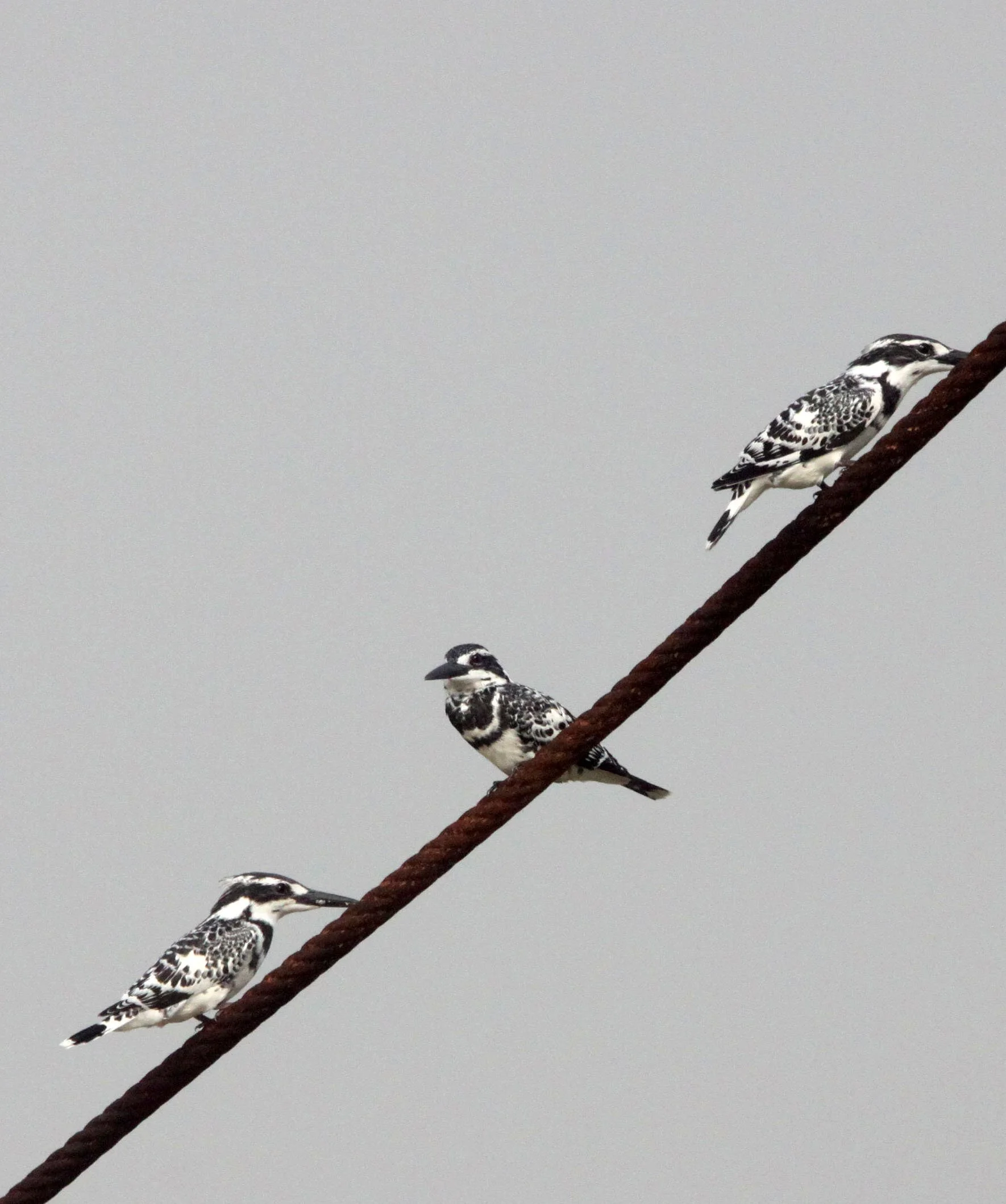 Ceryle rudis - PIED KINGFISHER - CERYLE RUDIS - NANJI HILL RESERVE - POYANG LAKE, JIANGXI PROVINCE, CHINA (51).JPG
