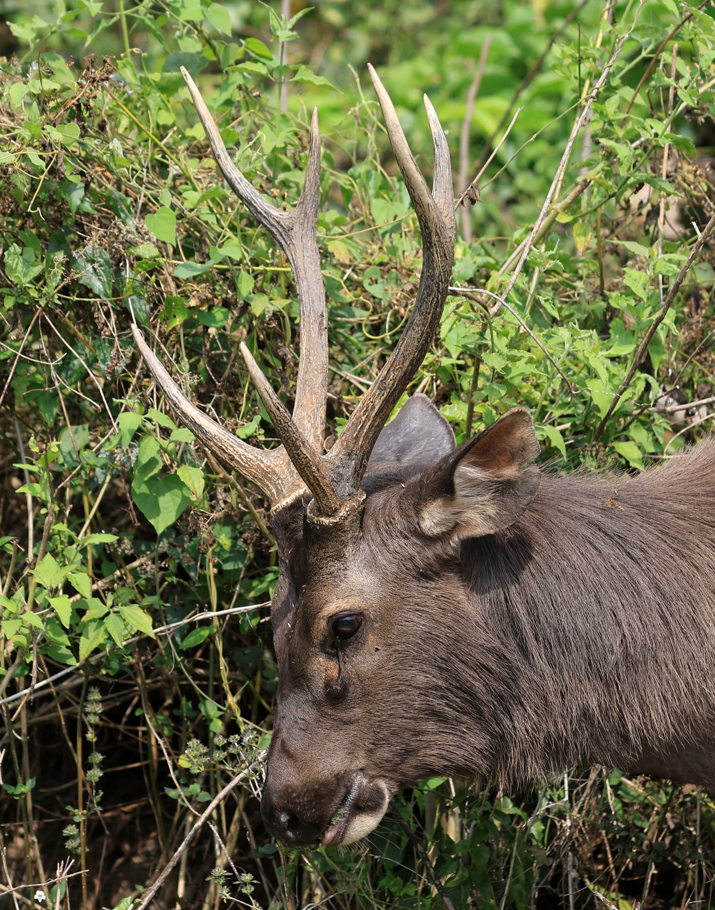 Indochinese Sambar (Rusa unicolor cambojensis) Khao Yai National Park Feb 2026 Day 2 (17).jpg