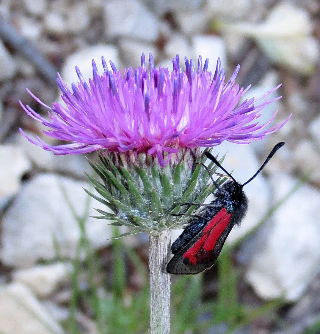 Zagaenidae - Zygaeia transalpina - Vercours France 
