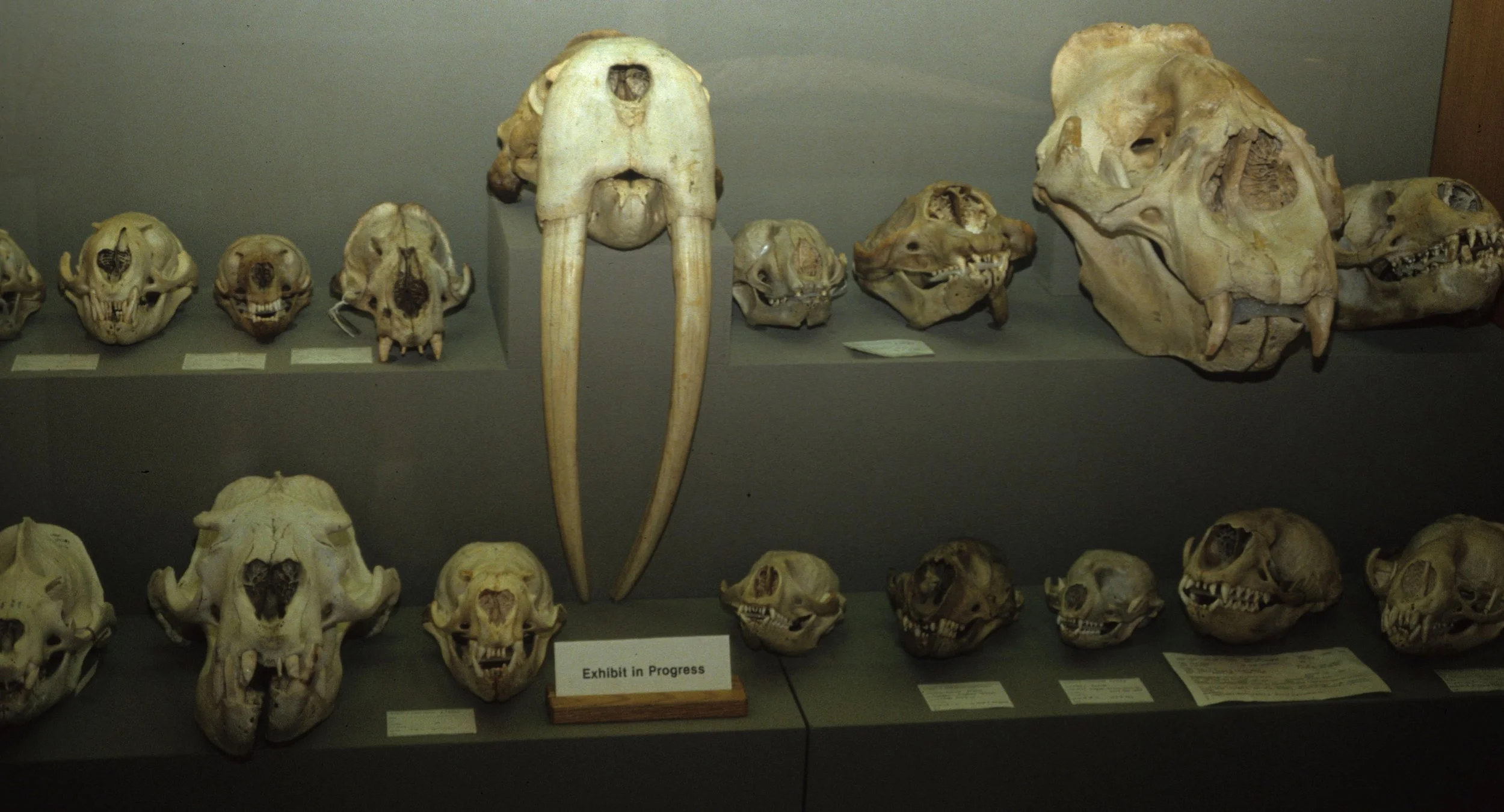 ALASKA - BONE COLLECTION - FAIRBANKS MUSEUM OF NATURAL HISTORY.jpg