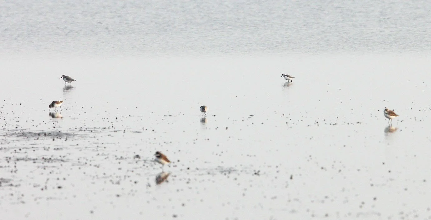 BIRD - SANDPIPER - SPOON-BILLED SANDPIPER -  DUNLIN - NANKOU, RUDONG, CHINA (4).JPG