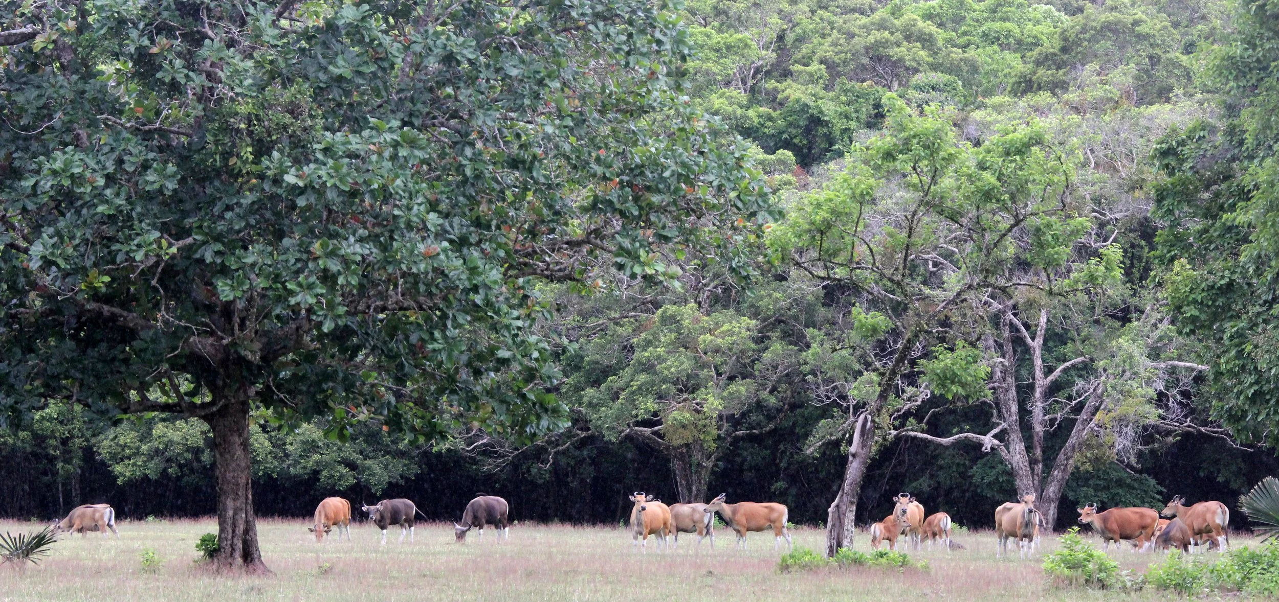 BANTENG - JAVA BANTENG - Bos javanicus javanicus - UJUNG KULON NATIONAL PARK JAVA BARAT INDONESIA (53).JPG