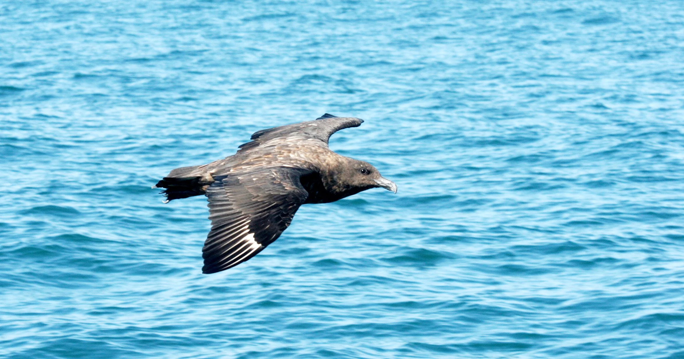 Skua - Subantarctic Skua (Catharacta antarctica) PLETTENBERG BAY SOUTH AFRICA (10).JPG