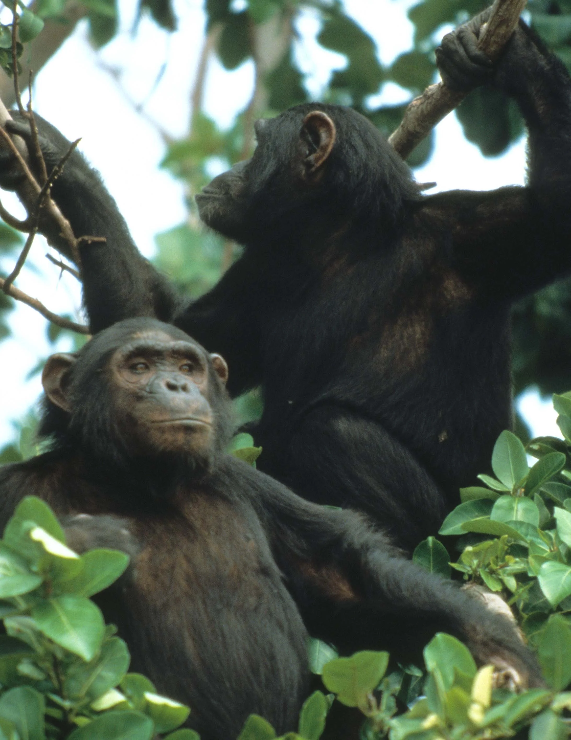 PRIMATE - CHIMP - UGANDA 8.jpg