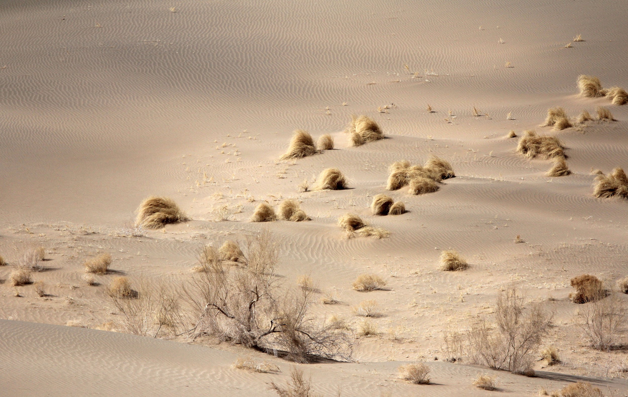 GANSU - DUNES SOUTH OF DUNHUANG - CHINA (44).JPG
