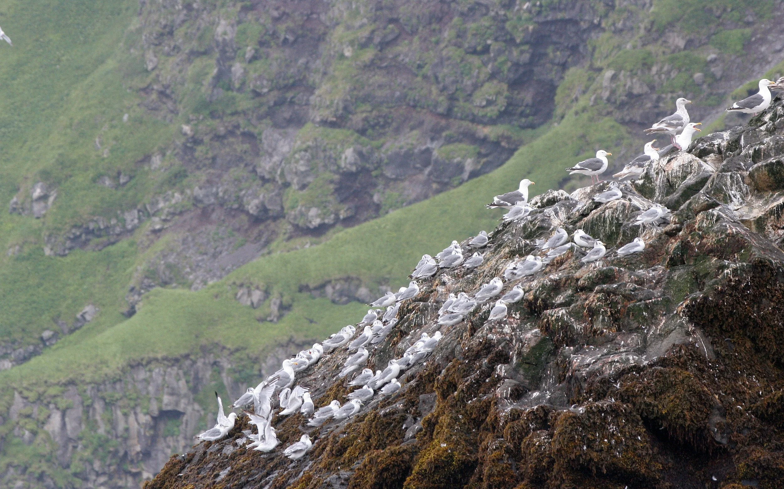 BIRD - GULL - SLATY-BACKED ROOKERY WITH BLACK-LEGGED KITTIWAKES - KURIL ISLANDS RUISSA (7).jpg