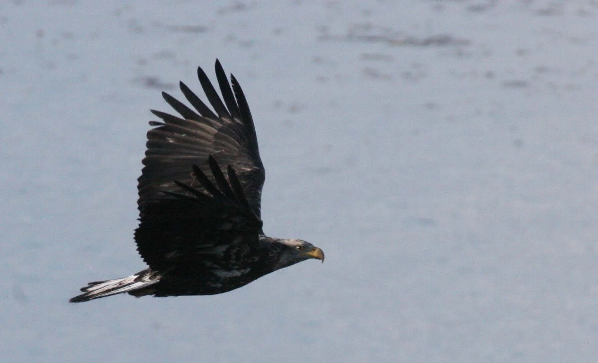 BIRD - EAGLE - BALD EAGLE IMMATURE -LAKE FARM (9).JPG