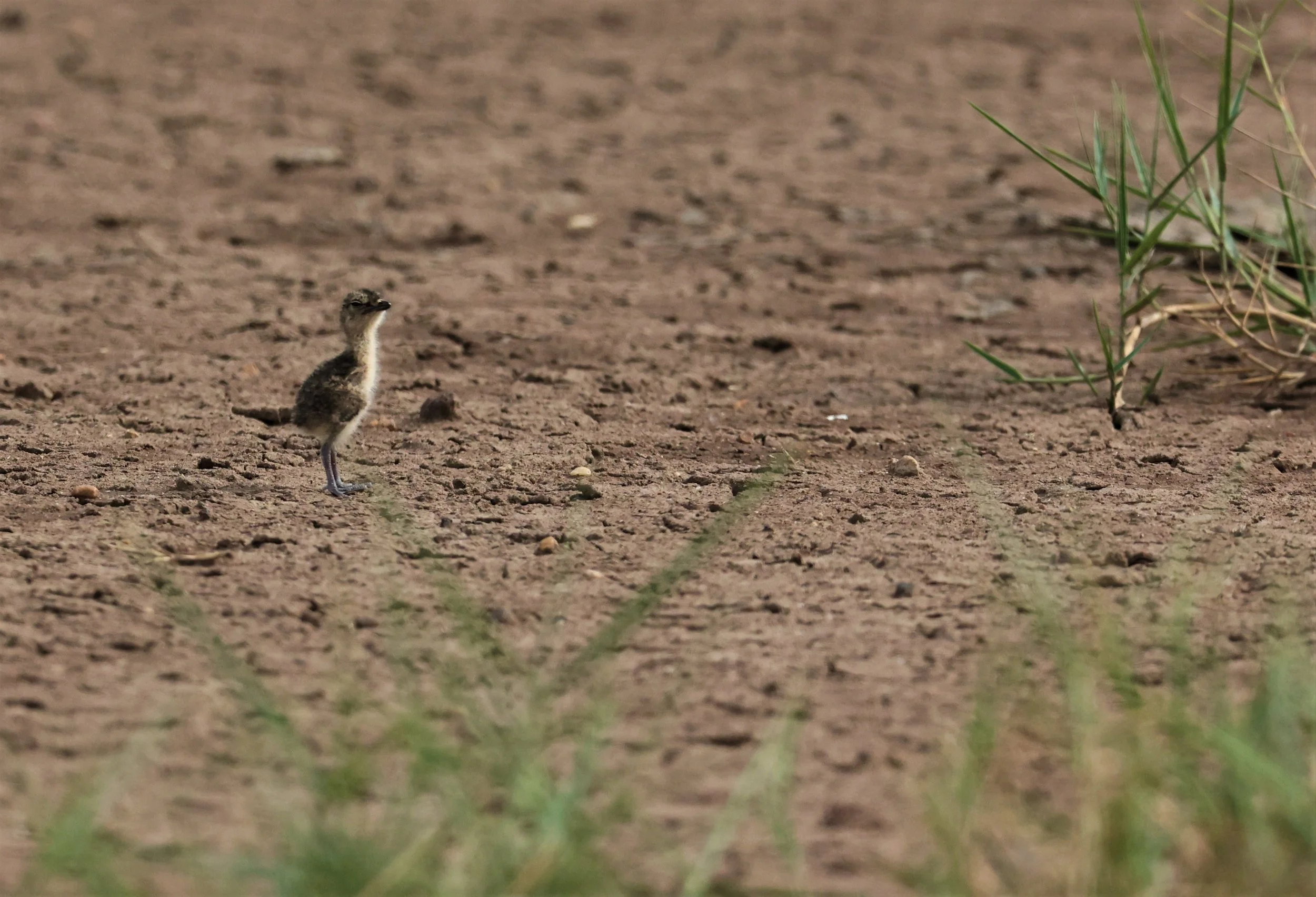 PRATINCOLE - ORIENTAL PRATINCOLE - Glareola maldivarum - BANG KHAEM JUNE 3 2022 (8).jpg