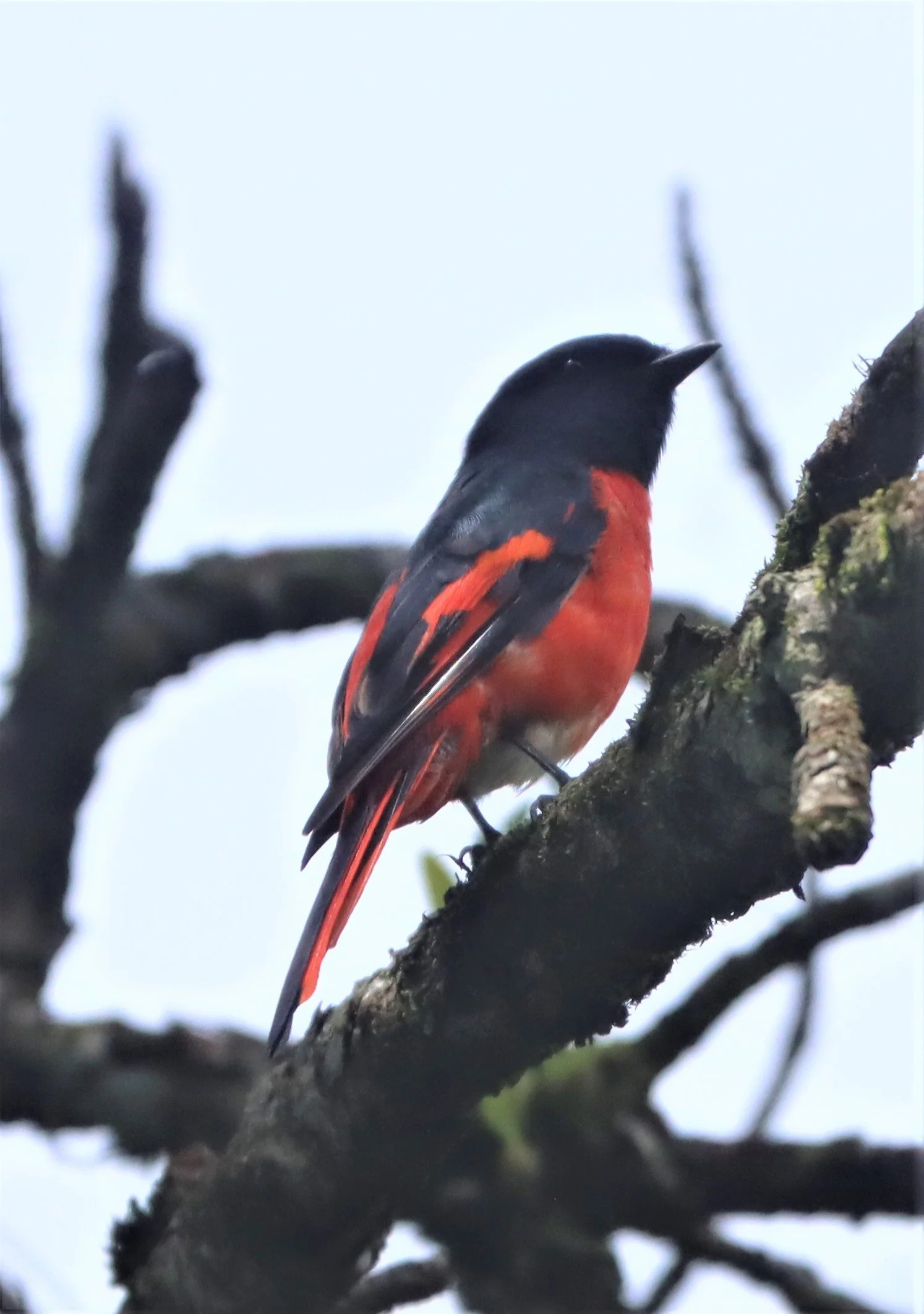 Short-billed Minivet (Pericrocotus brevirostris) Doi Ang Kang Chiang Mai (2).jpg