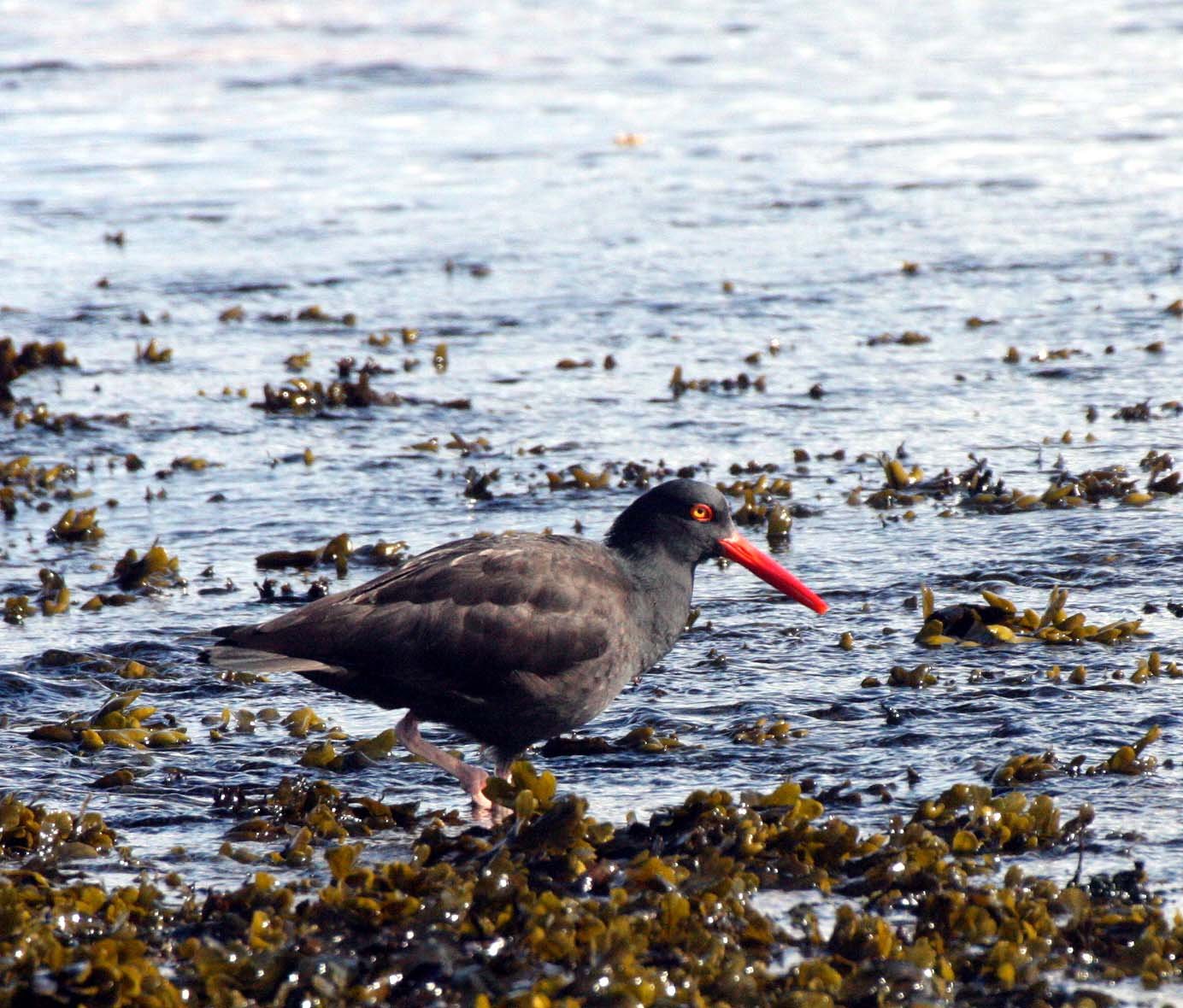 Black Oystercatcher (Haematopus bachmani) Port Angeles Harbor Washington (2).JPG