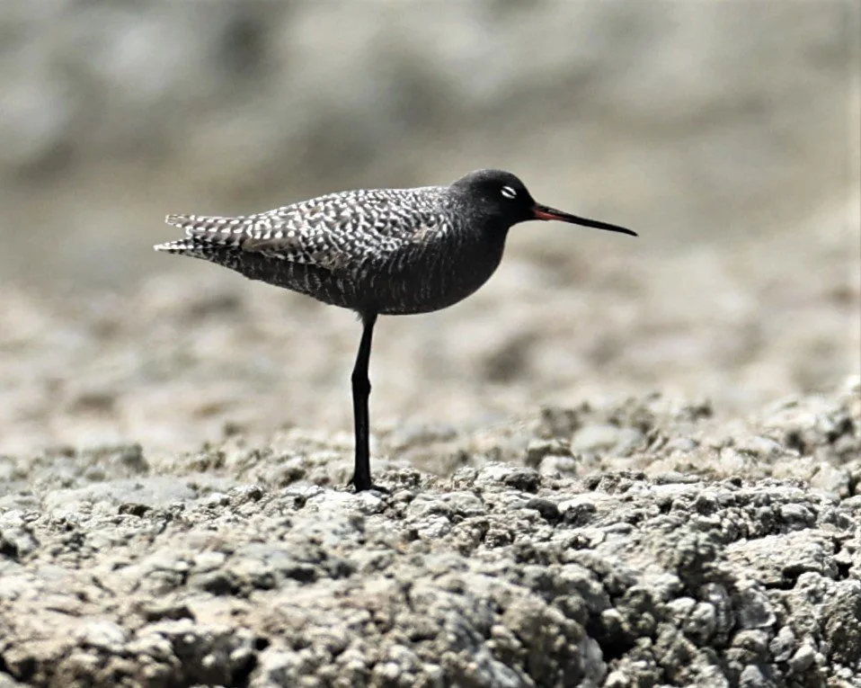 REDSHANK - SPOTTED REDSHANK - Tringa erythropus - CHACHOENGSAO SALT PONDS SALT CAFE MAY 7 2022 (70).jpg