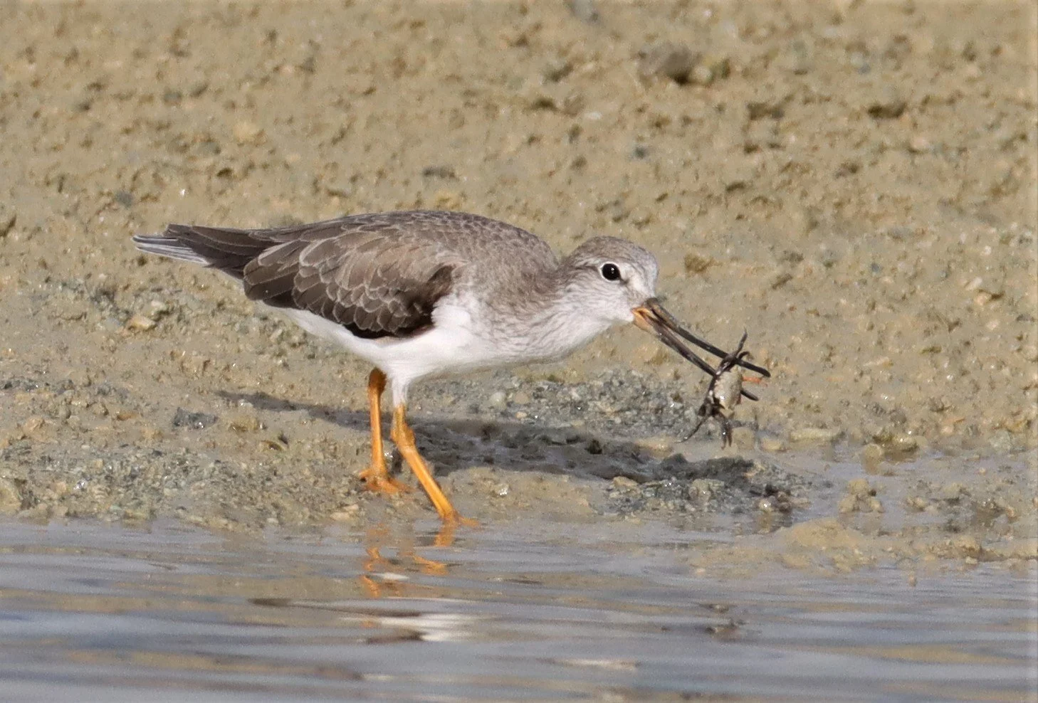 SANDPIPER - TEREK SANDPIPER - Xenus cinereus - LAEM PAKARAM PHANG NGA 2021 (19).jpg