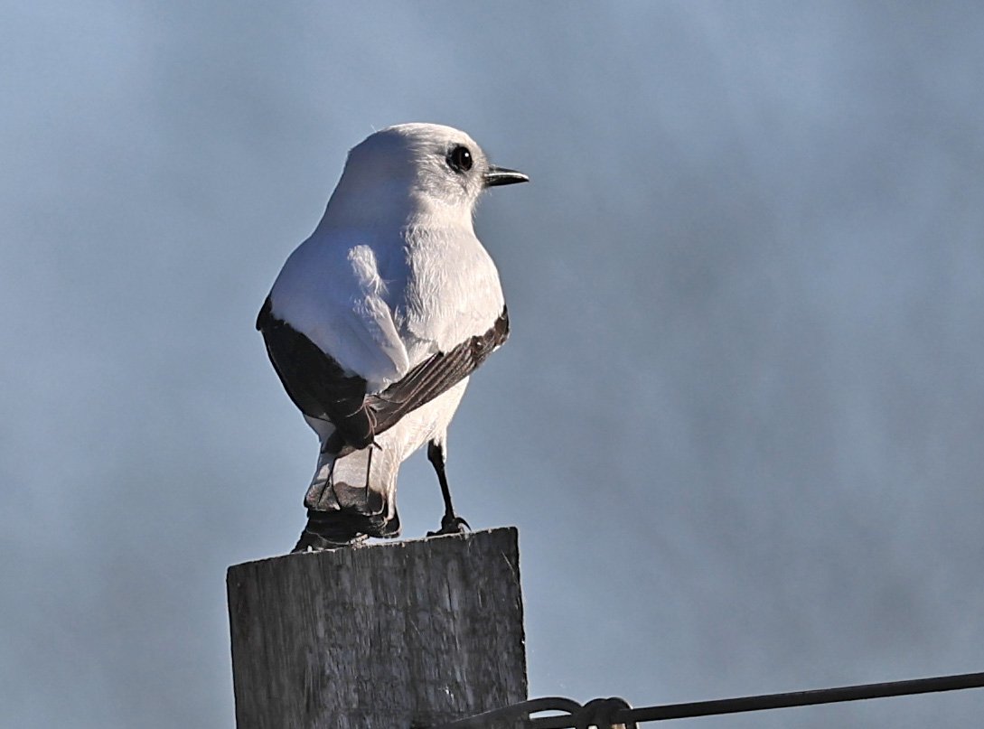 White Monjita (Xolmis irupero) Fortin Toledo Paraguay (13).jpg