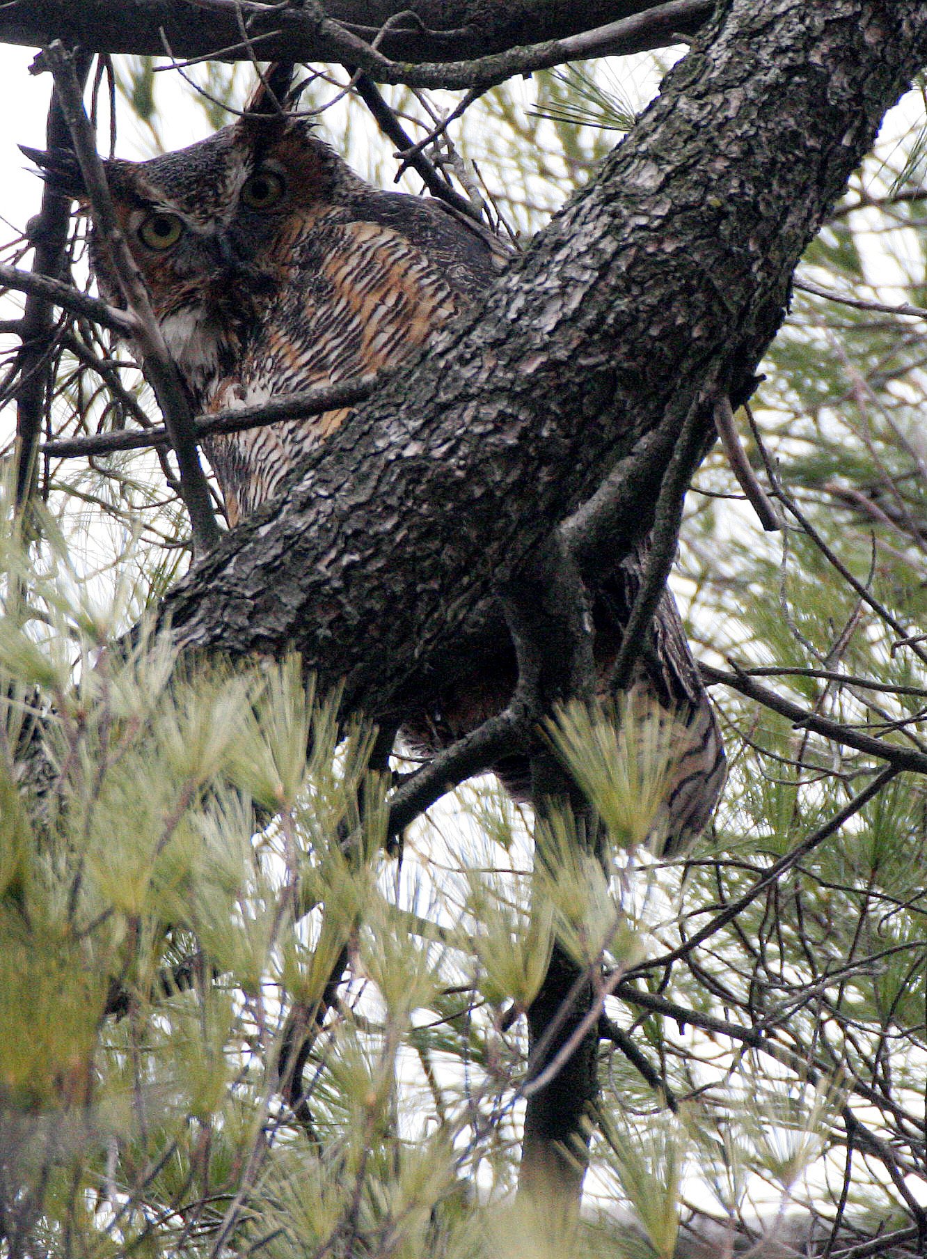 Bubo virginianus - GREAT-HORNED OWL - GENEVA COURTHOUSE ILLINOIS (29).JPG