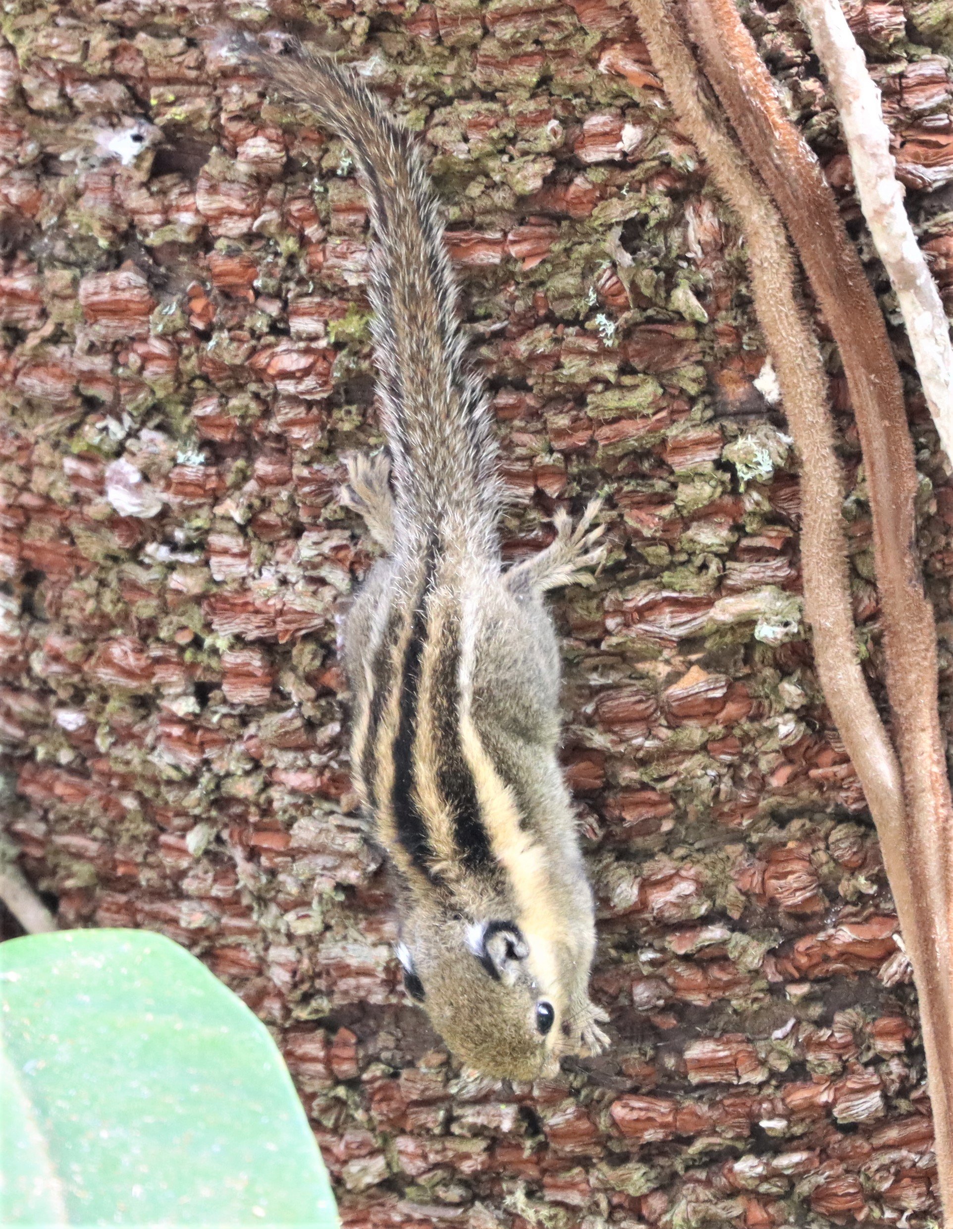 Tamiops mcclellandii - WESTERN OPR HIMALYAN STRIPED SQUIRREL - DOI INTHANON LOWER ELEVATIONS (4).jpg