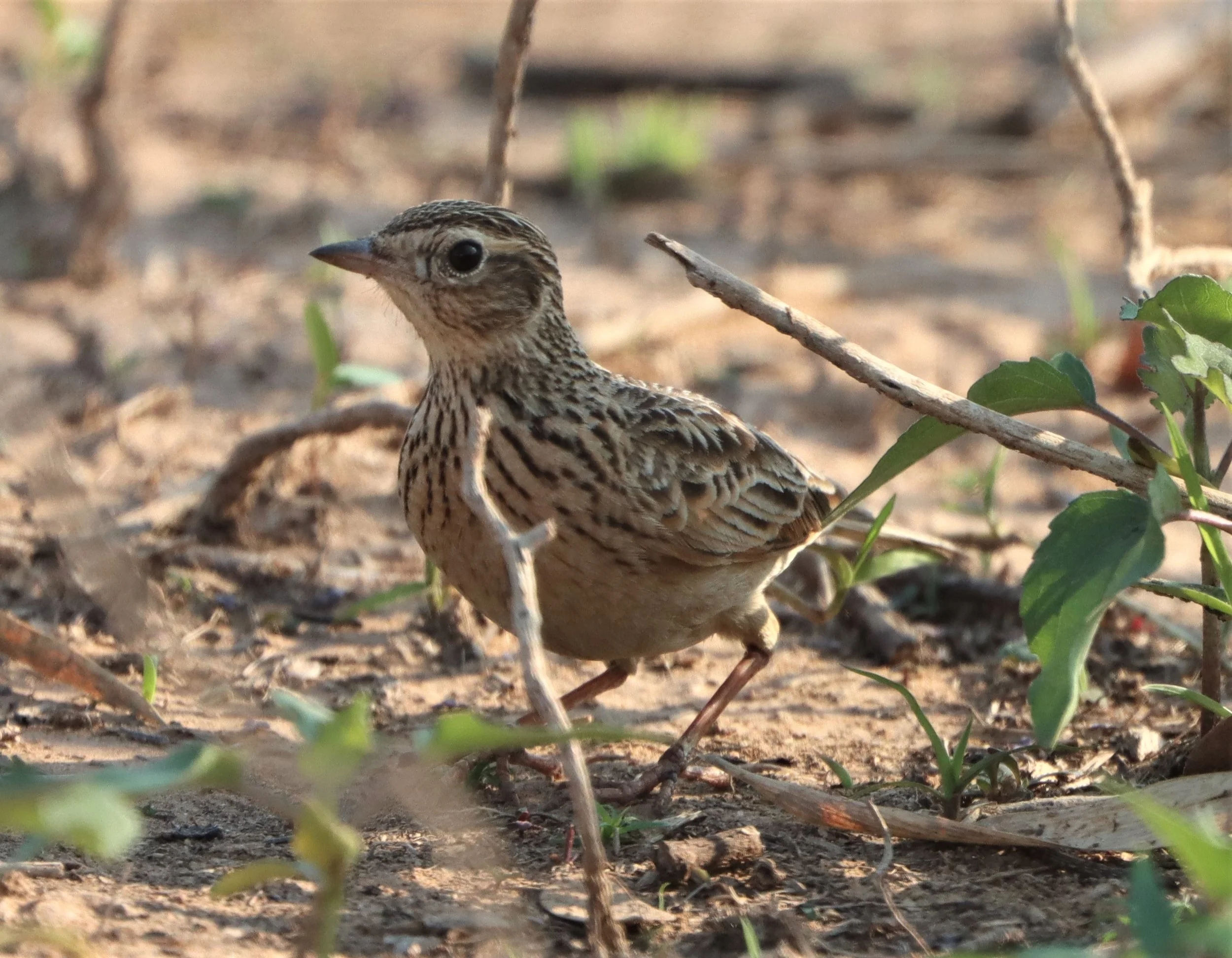 Oriental Skylark (Alauda gulgula) Pak Chong Lake Kumontong (2).jpg