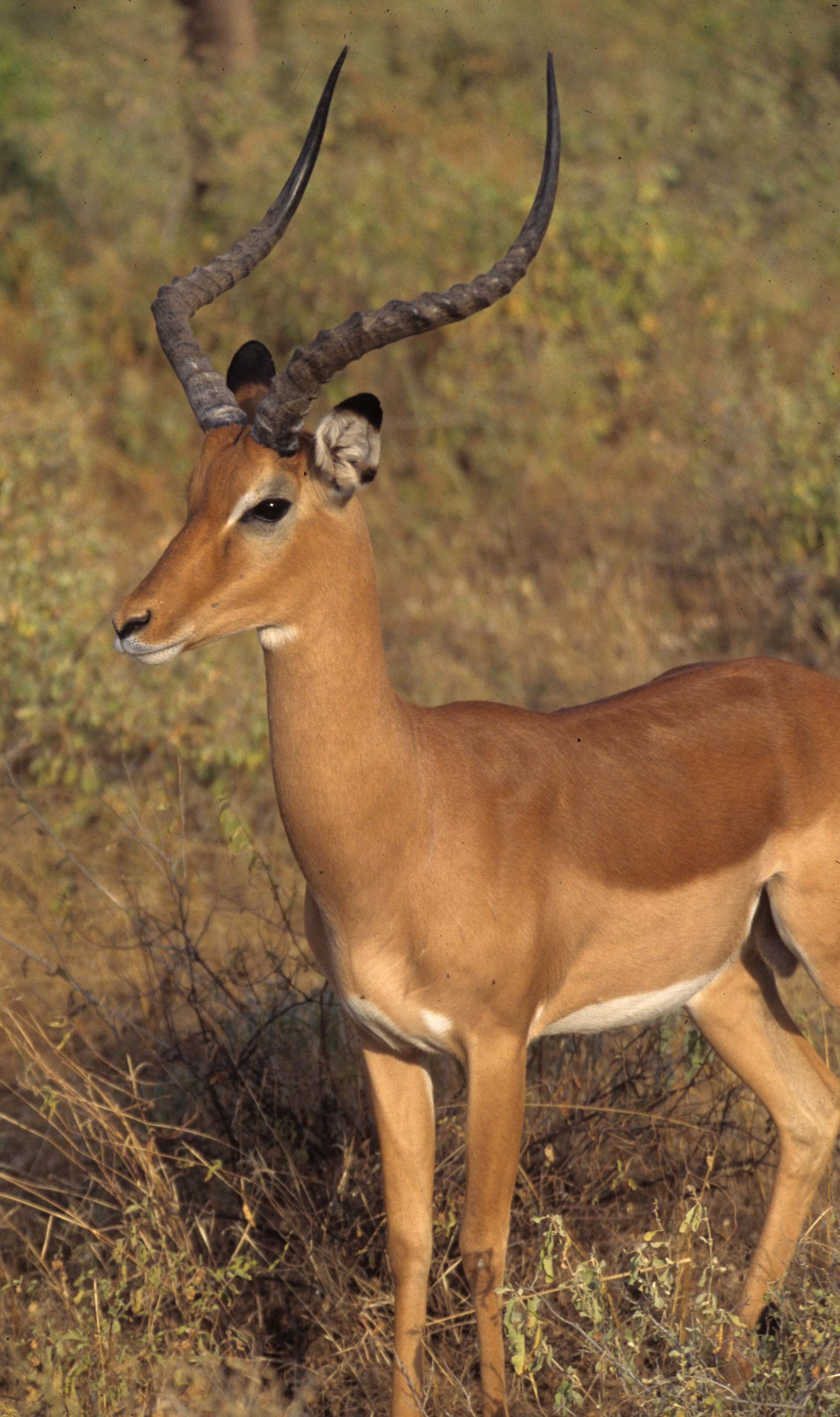 BOVID - IMPALLA-UGANDA (7).jpg