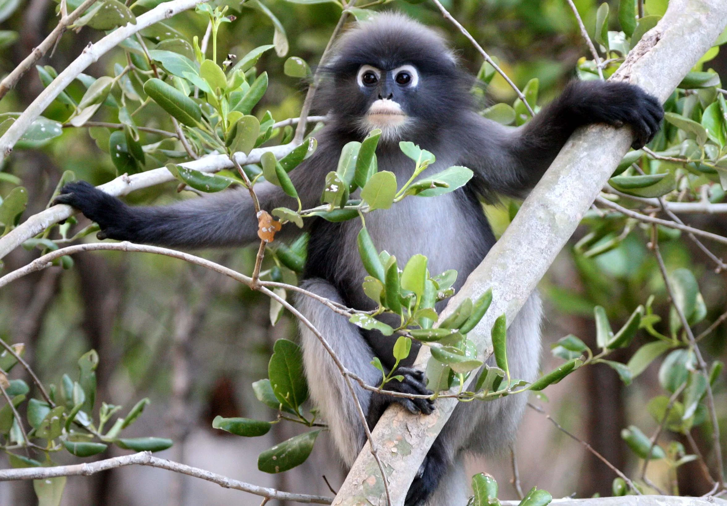CERCOPITHECIDAE - Trachypithecus obscurus flavicauda - BLOND-TAILED (DUSKY) LANGUR - KHAO SAM ROI YOT THAILAND (12).JPG