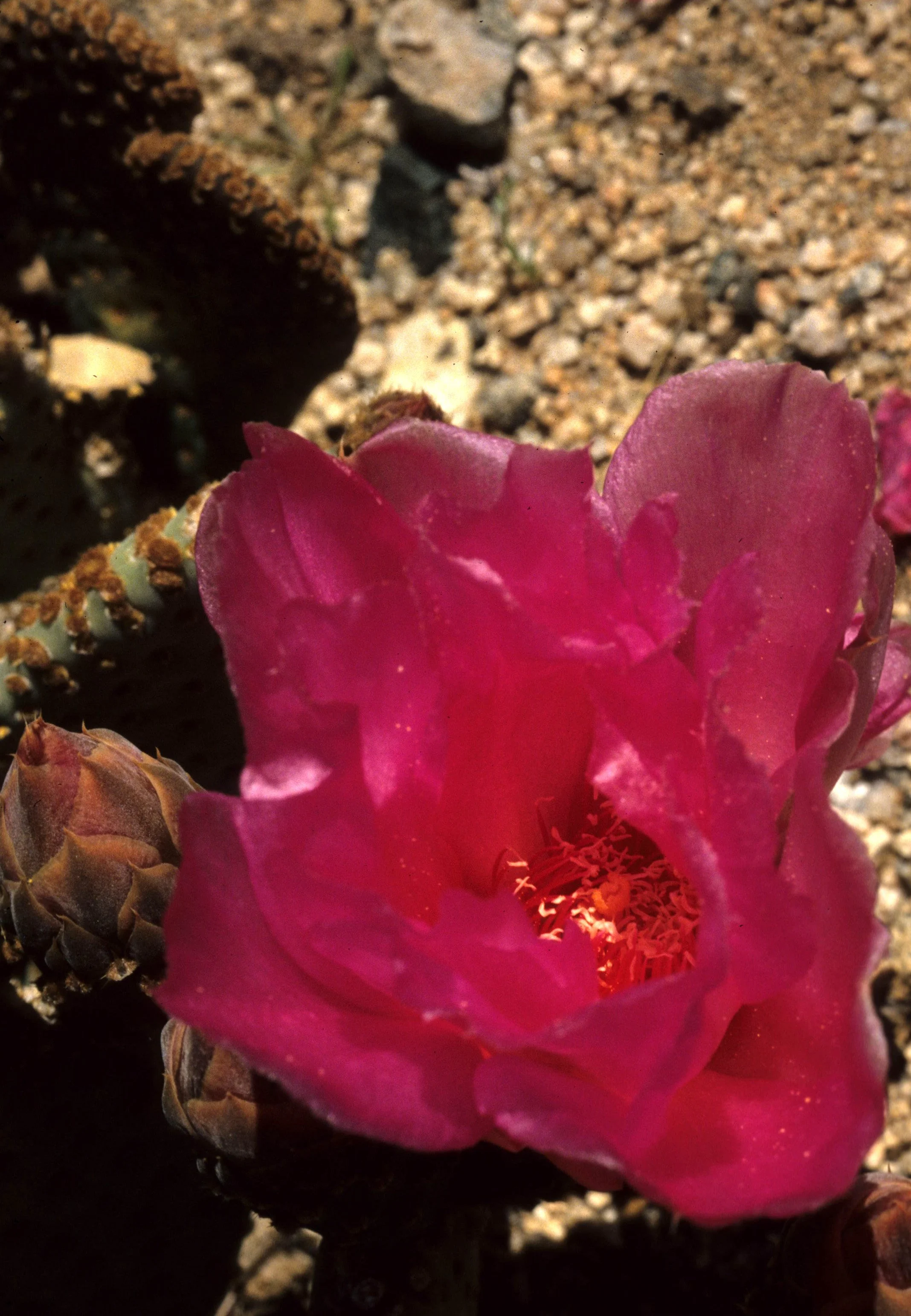 JOSHUA TREE - OPUNTIA BASILARIS B.jpg