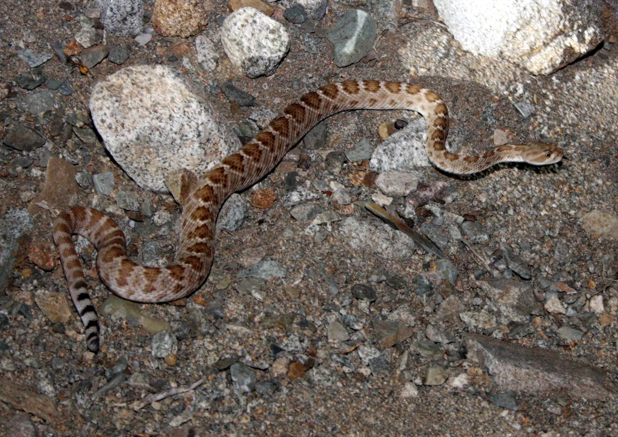 Crotalus catalinensis - SANTA CATALINA ISLAND RATTLESNAKE - CROTALUS CATALINENSIS - ISLA SANTA CATALINA BAJA MEXICO (2).JPG