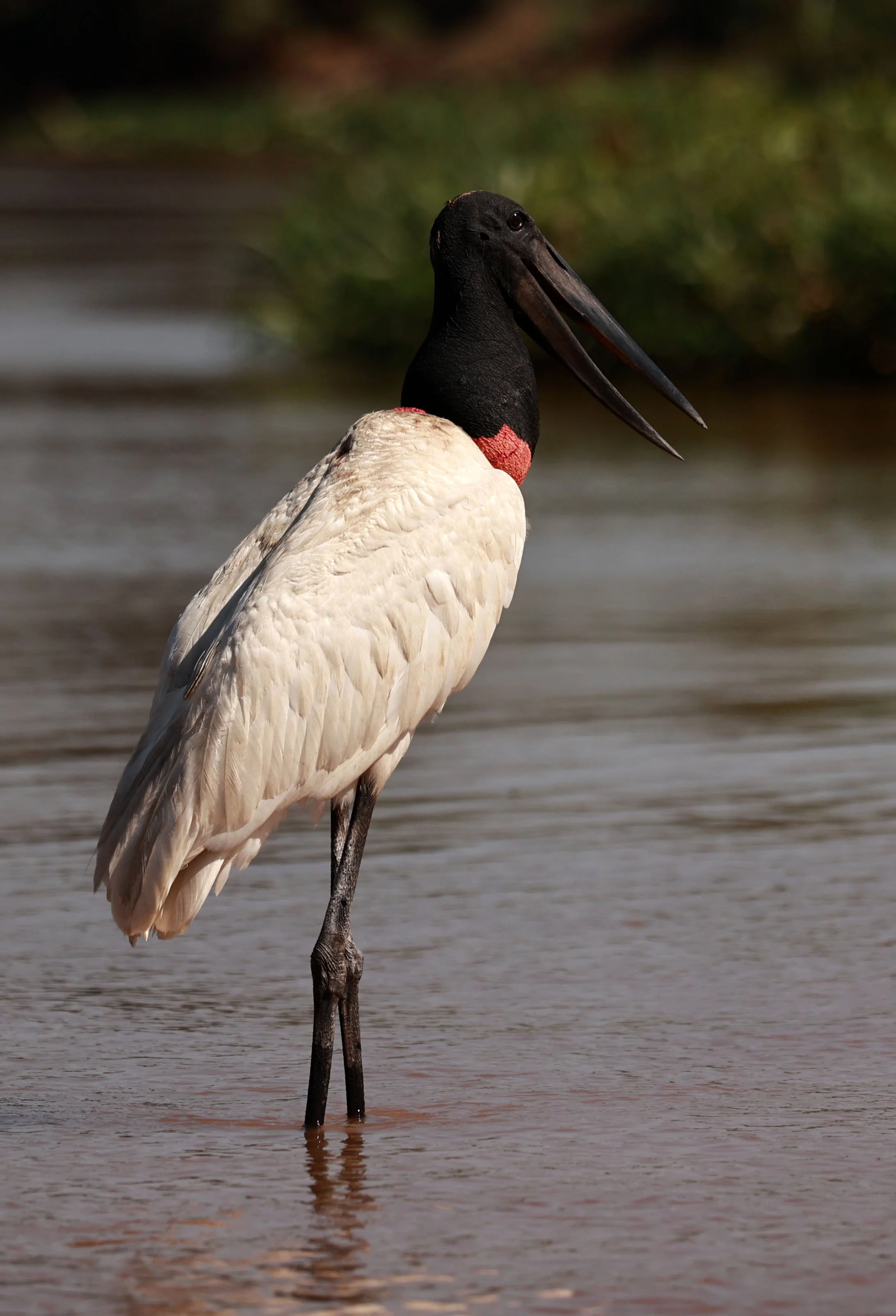 Stork - Jabiru mycteria - Pantanal, Encontro das Águas State Park, Porto Jofre, Cuiaba River, Brazil (65).jpg