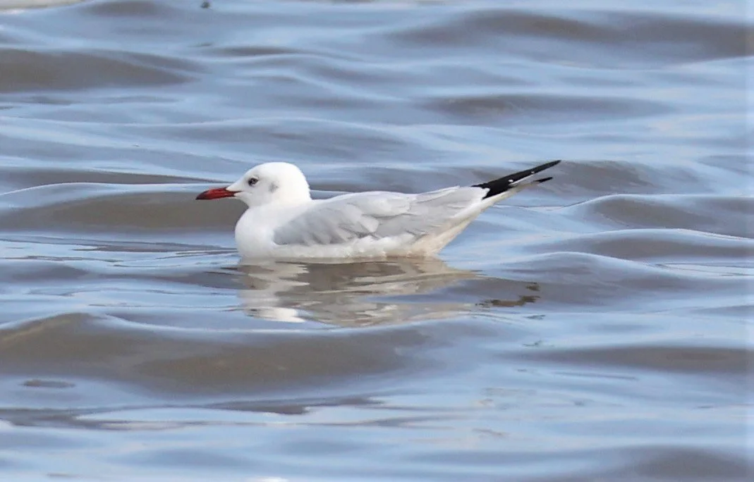 GULL - SLENDER-BILLED GULL - Chroicocephalus genei - BANG PU 27 OCT 2021 (7).jpg