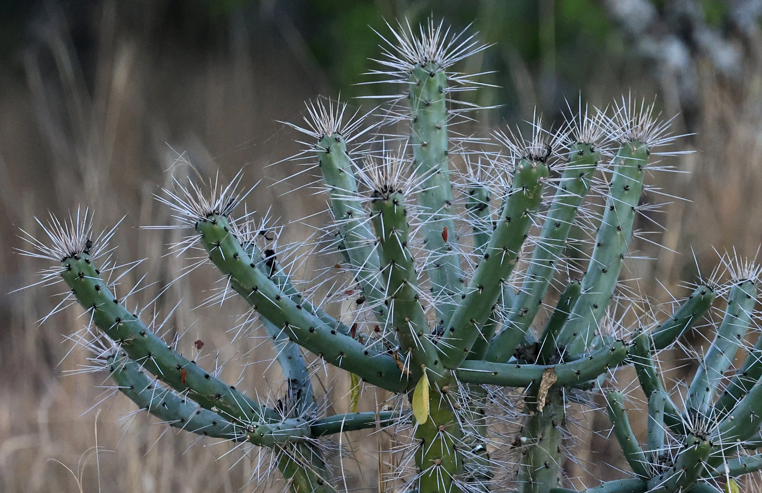 Quiabentia verticillata