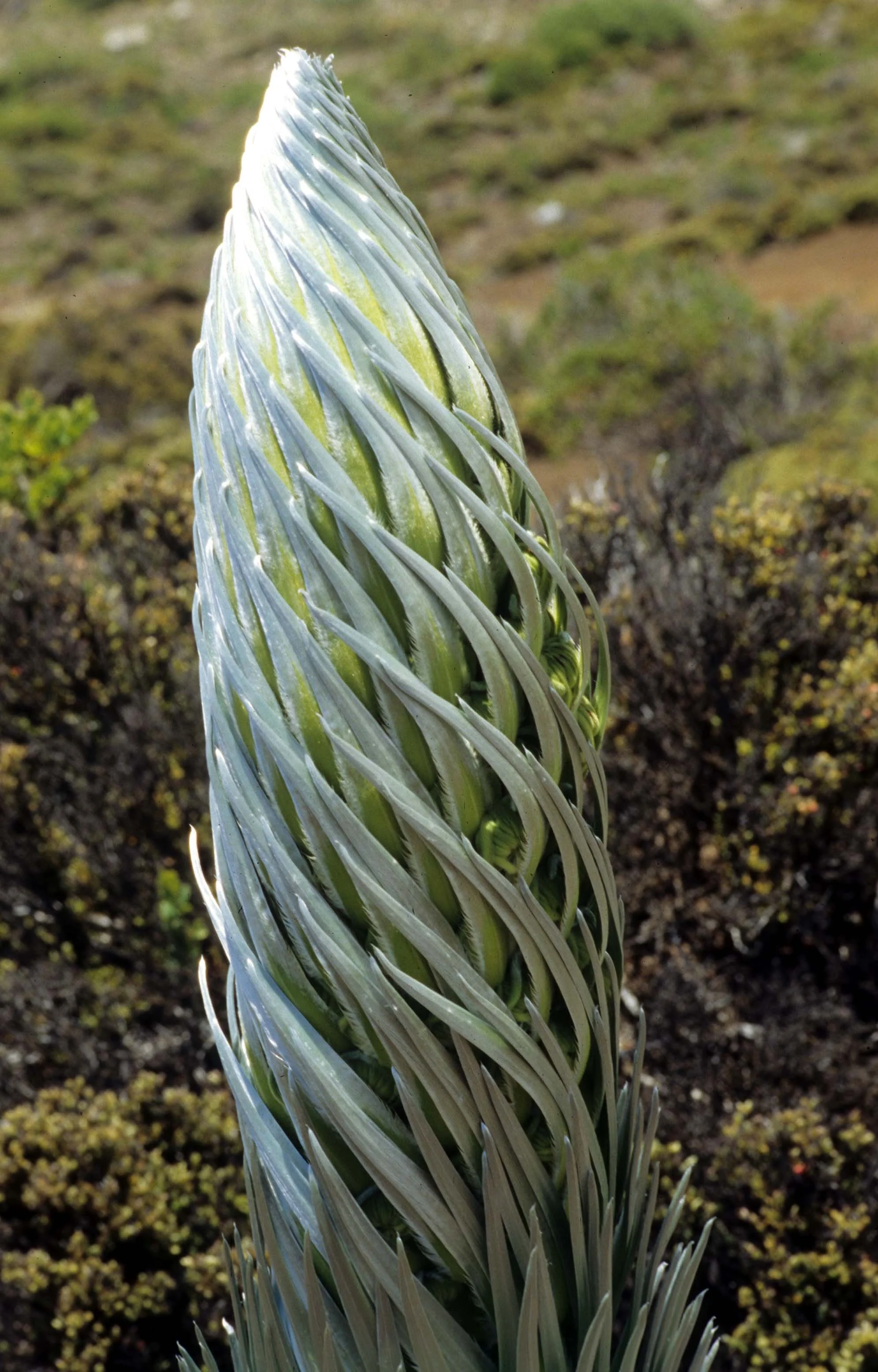 HAWAII - MAUI - SILVERSWORD - HALEAKALA NP (4).jpg