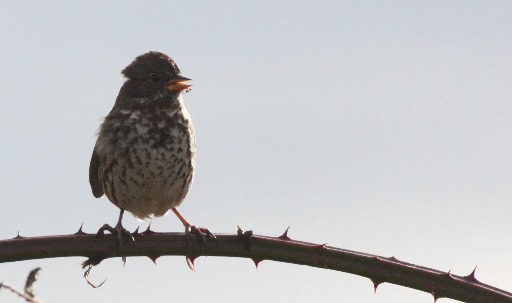 Fox Sparrow (Passerella iliaca) Jamestown Washington Olympic Peninsula (26).JPG