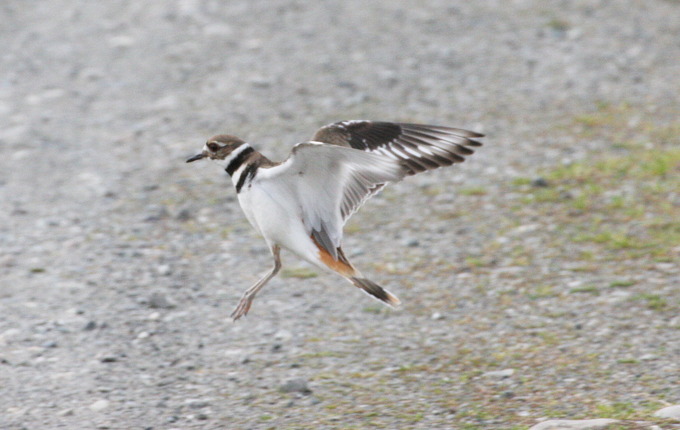 BIRD - KILLDEER - SEQUIM WA (27).JPG