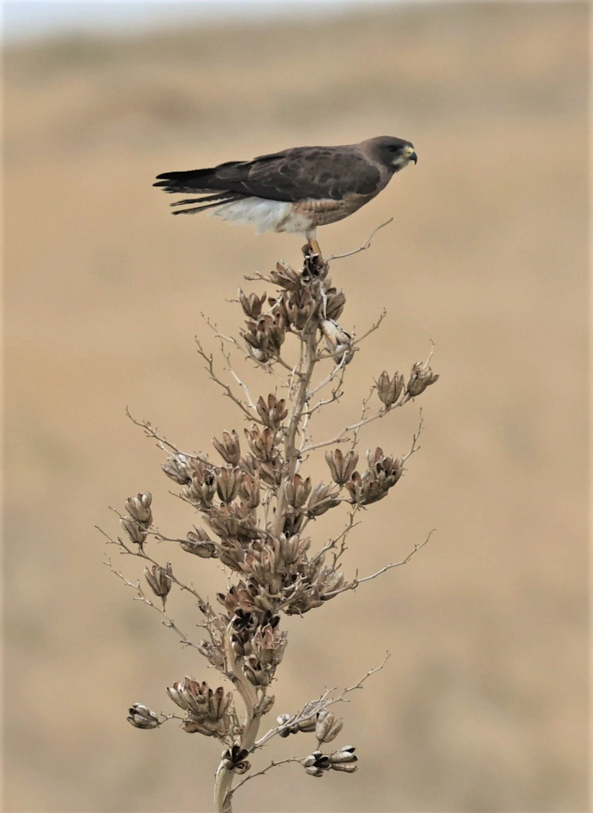 Buteo swainsoni - SWAINSON'S HAWK - DAVIS MOUNTAINS STATE PARK TEXAS JULY 2022 (9).jpg