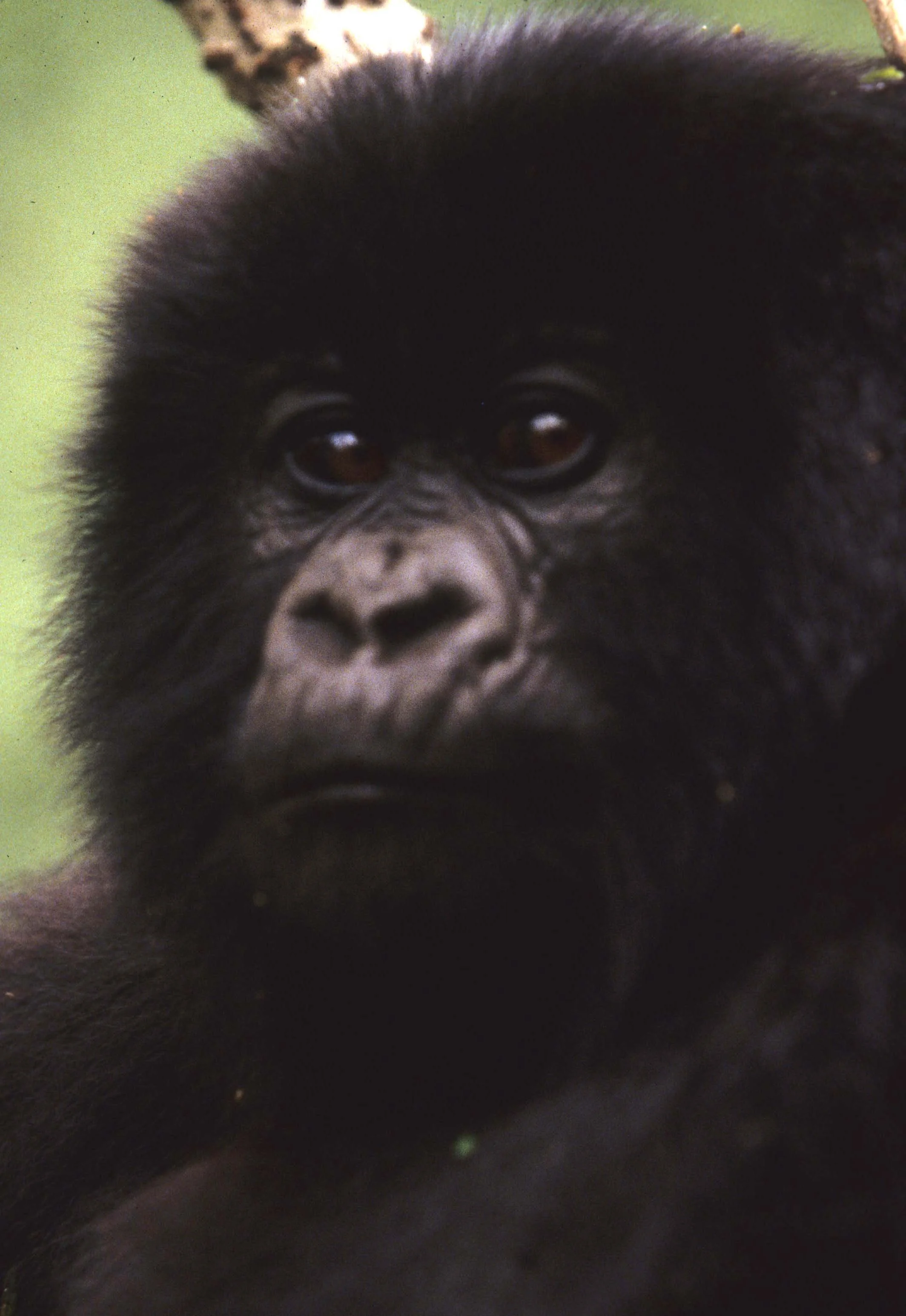 PRIMATE - GORILLA-RWANDA PARC DU VULCANS (102).jpg