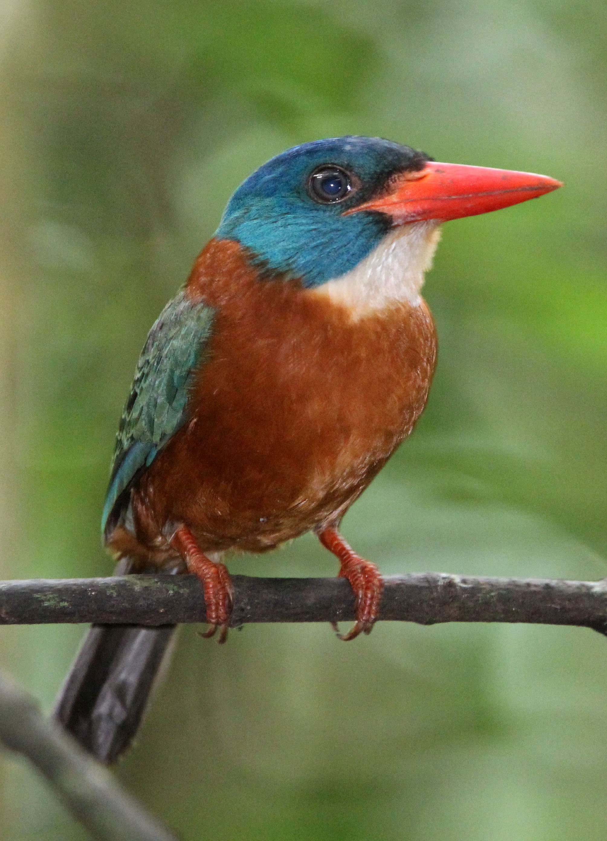 Actenoides monachus - GREEN-BACKED KINGFISHER - TANGKOKO NATIONAL PARK SULAWESI INDONESIA (52).JPG