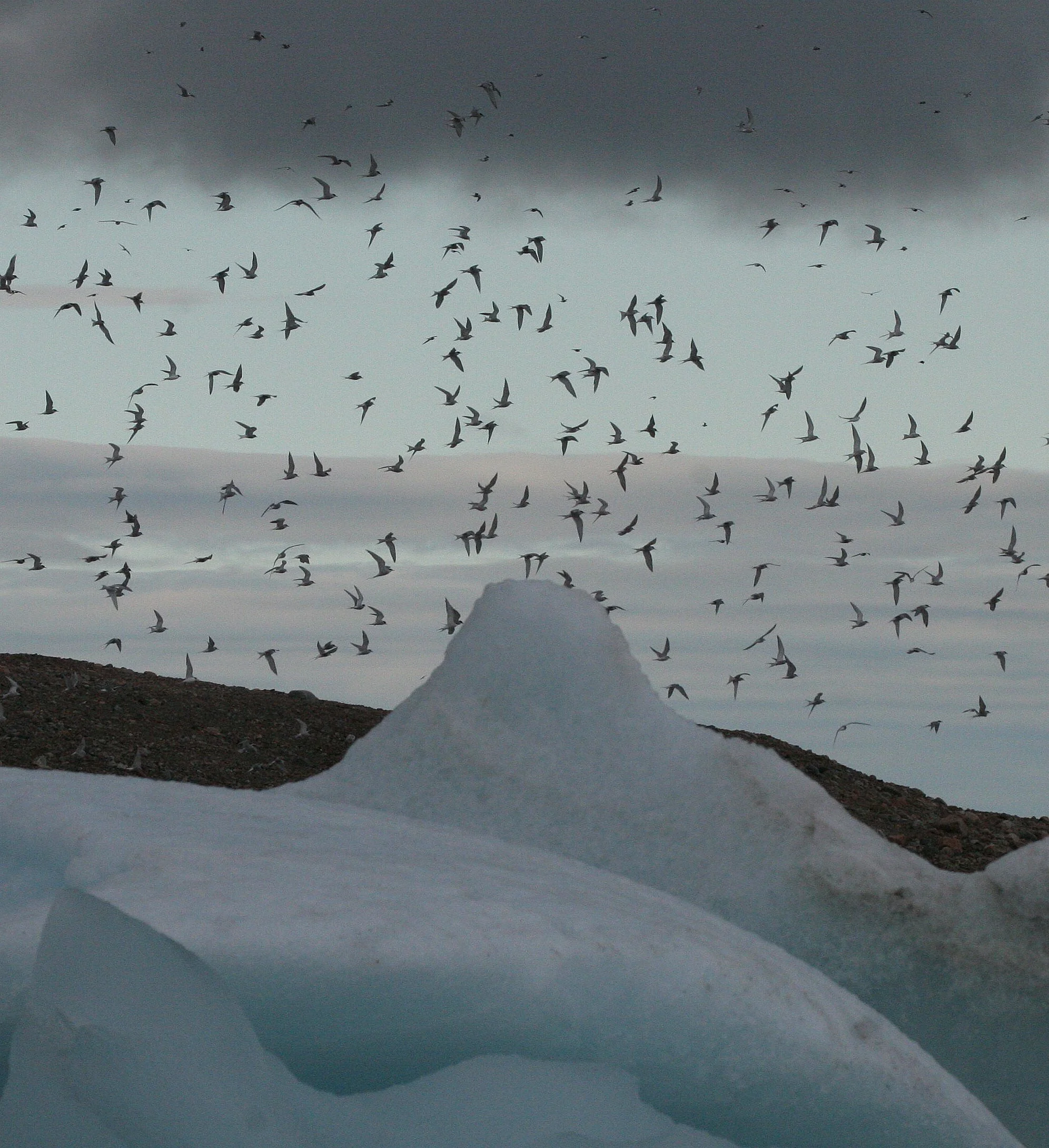 BIRD - TERN - ARCTIC TERN - SVALBARD (47).jpg