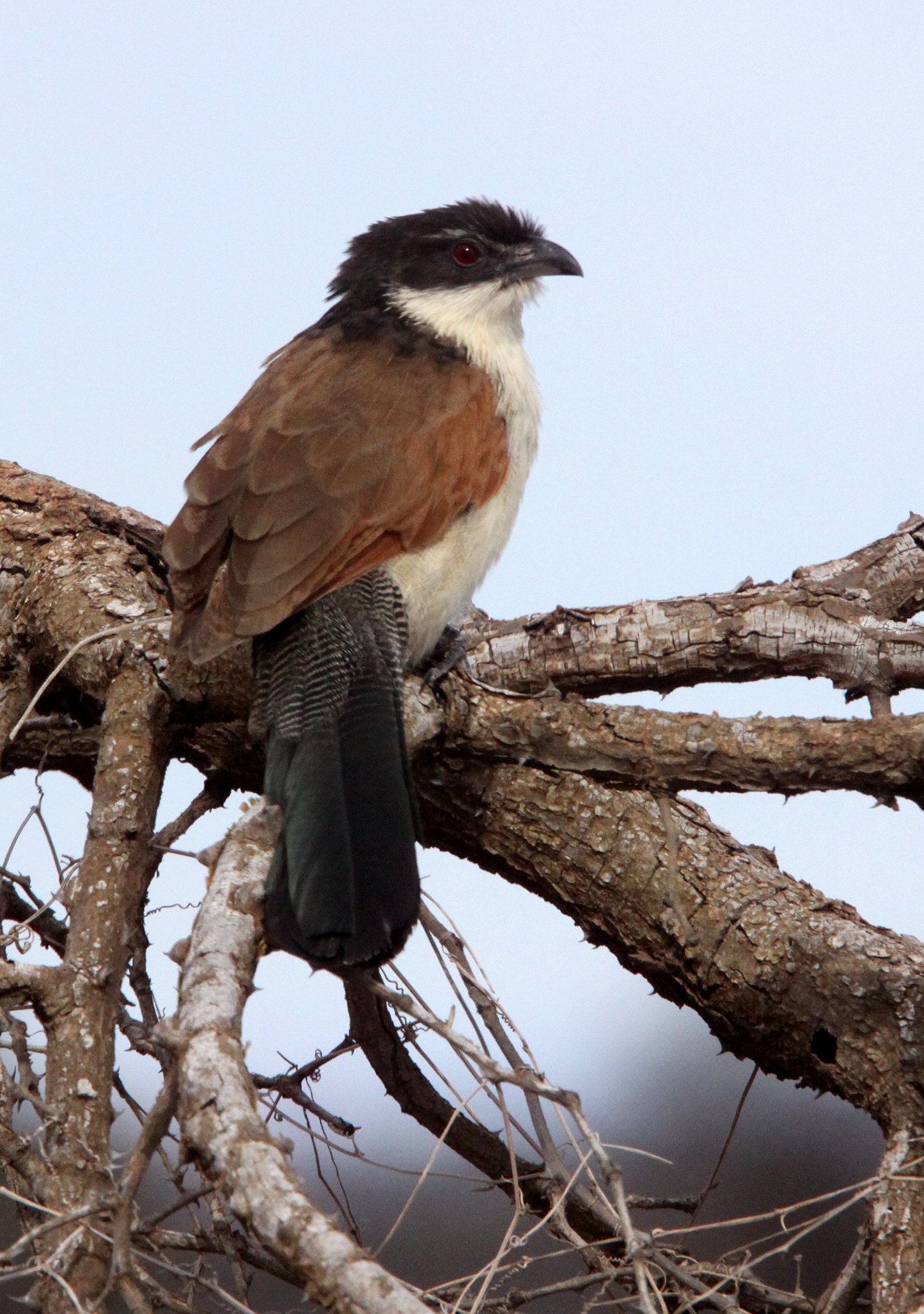 Burchell's Coucal (Centropus burchelli) Imfolozi NP South Africa