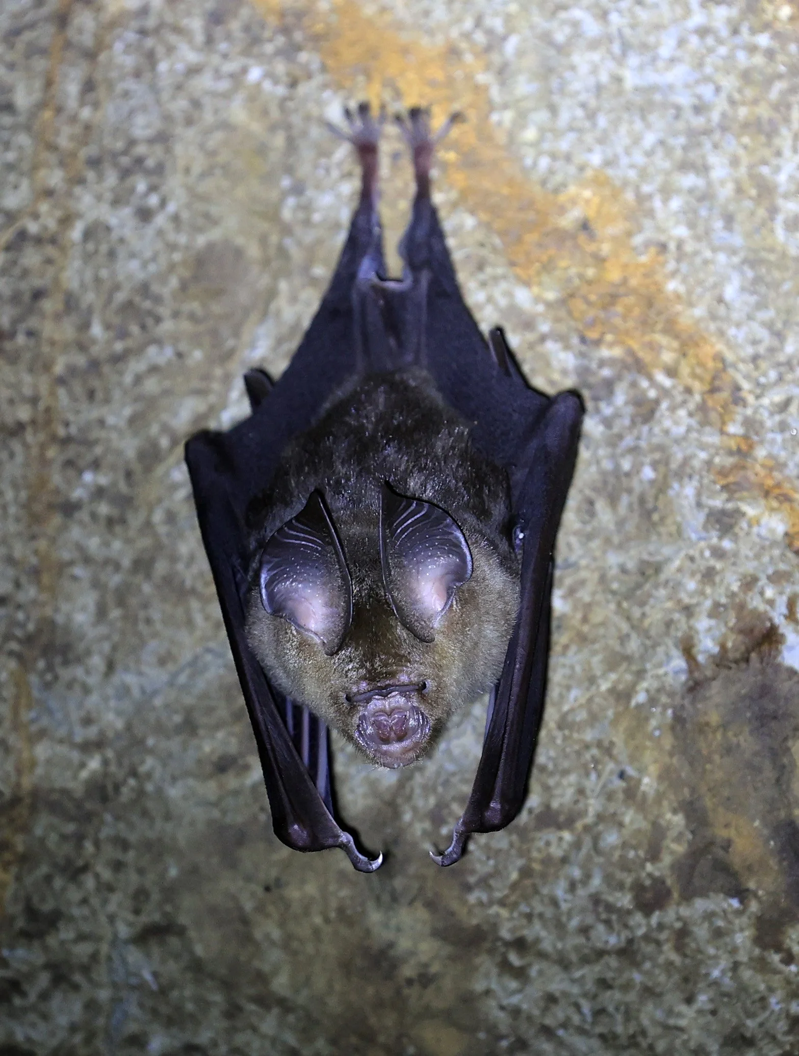 Horsfield’s Leaf-nosed Bat (Hipposideros larvatus) Wat Sa Nam Sai Temple Pak Chong Thailand (2).jpg