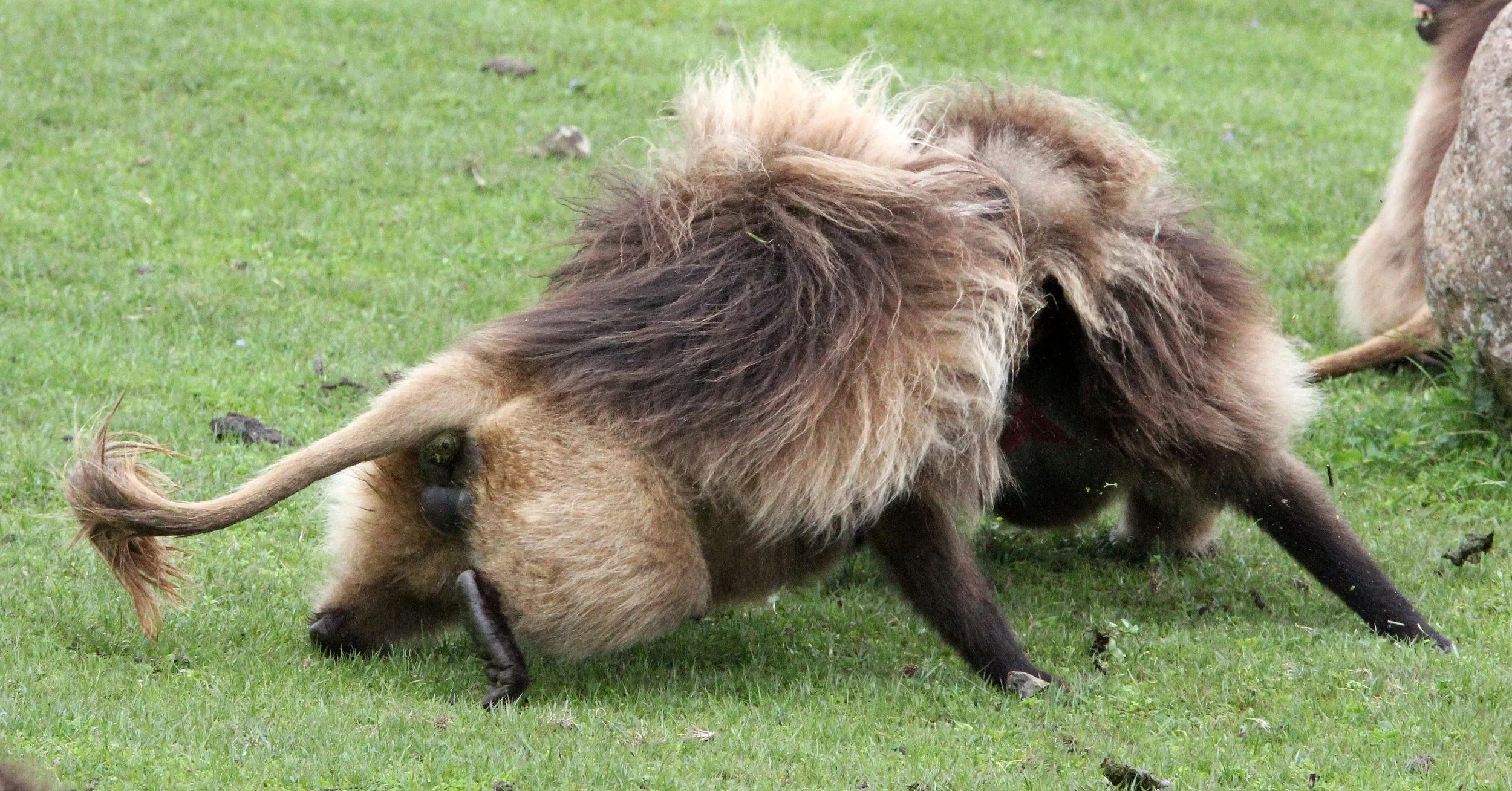 CERCOPITHECIDAE - Theropithecus gelada - GELADA - SIMIEN MOUNTAINS NATIONAL PARK ETHIOPIA (1728).JPG