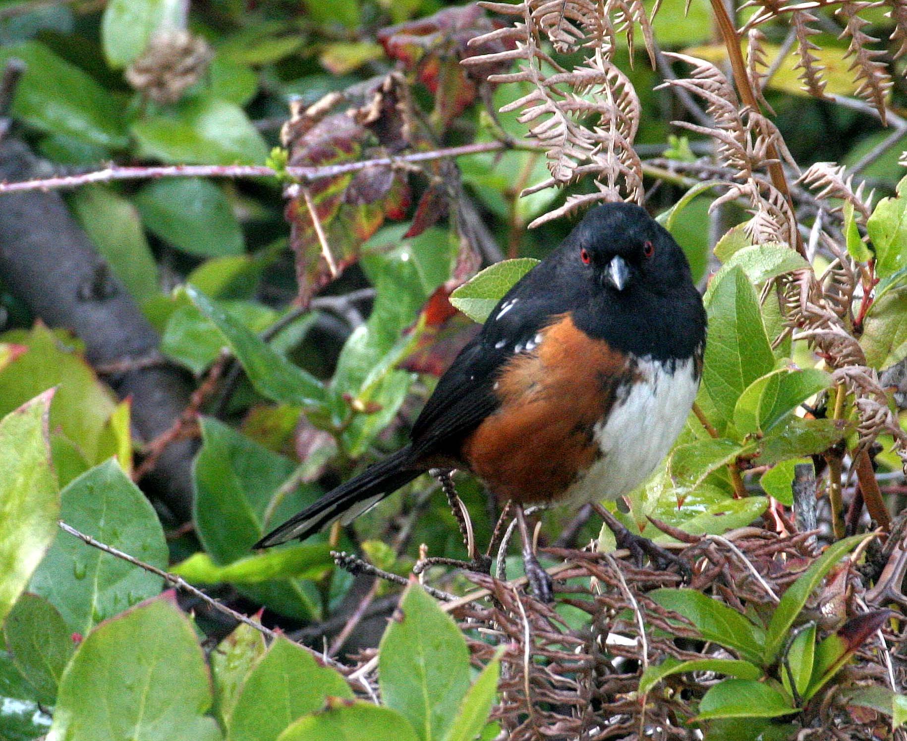 Spotted Towhee (Pipilo maculatus) Port Angeles Washington (12).jpg