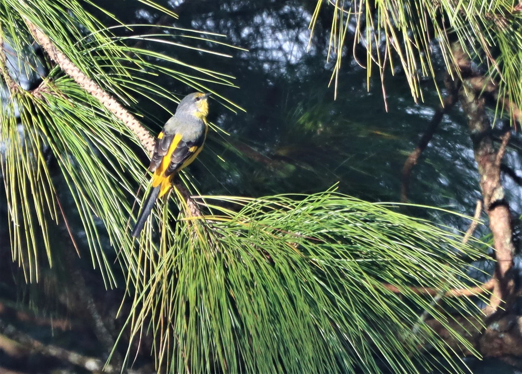 Short-billed Minivet (Pericrocotus brevirostris) Doi Ang Kang Chiang Mai (7).jpg