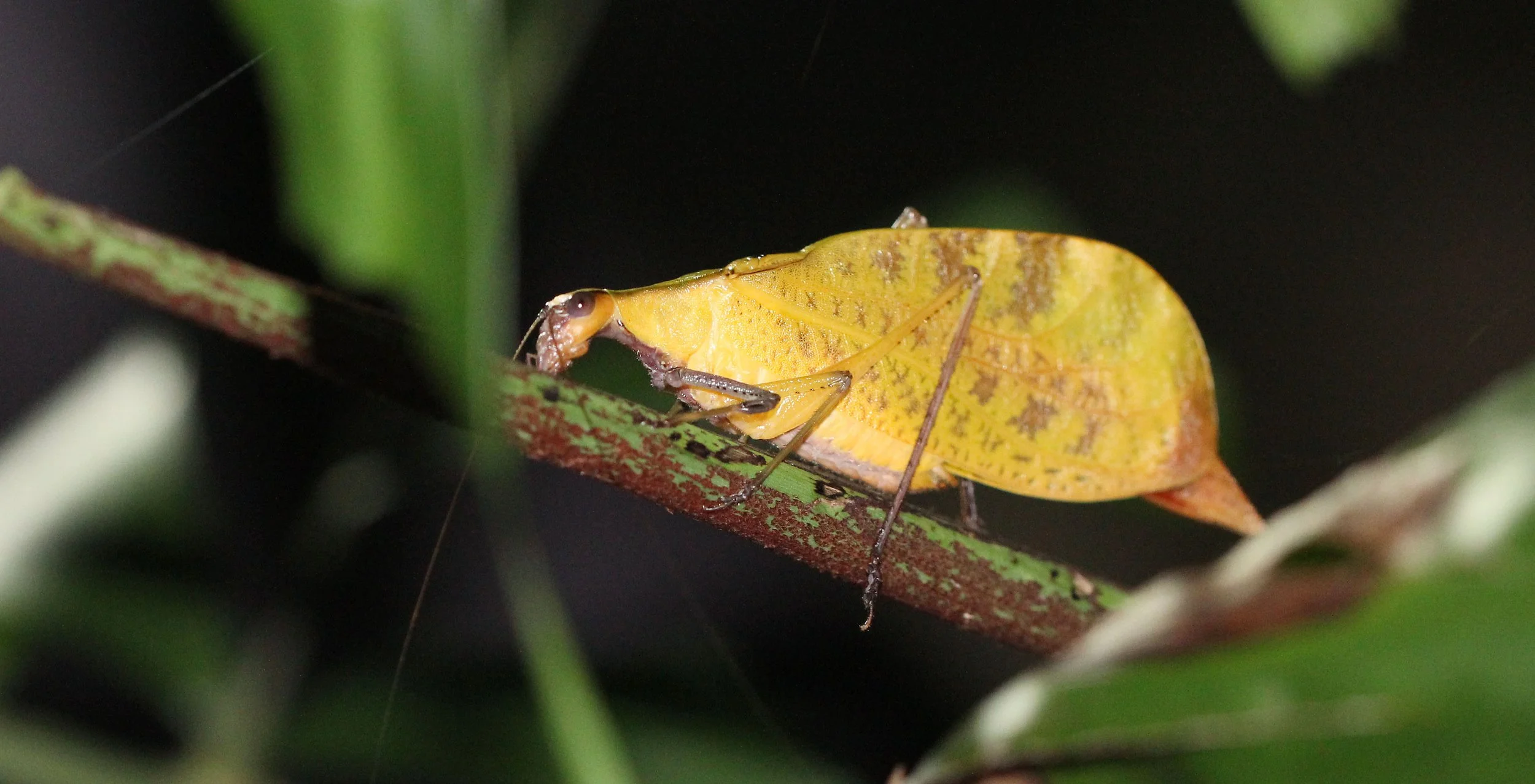 Leptoderes ornatipennis - Leaf Mimic Katydid - Koh Lanta, Thailand (7).JPG