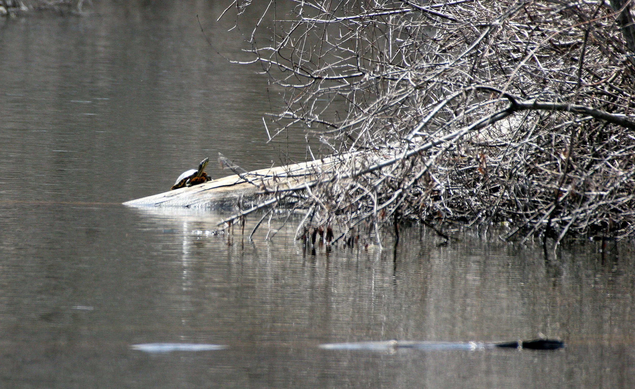 Chrysemys picta - EASTERN PAINTED (POND) TURTLE - PRATT'S WAYNE WOODS ILLINOIS (2).JPG