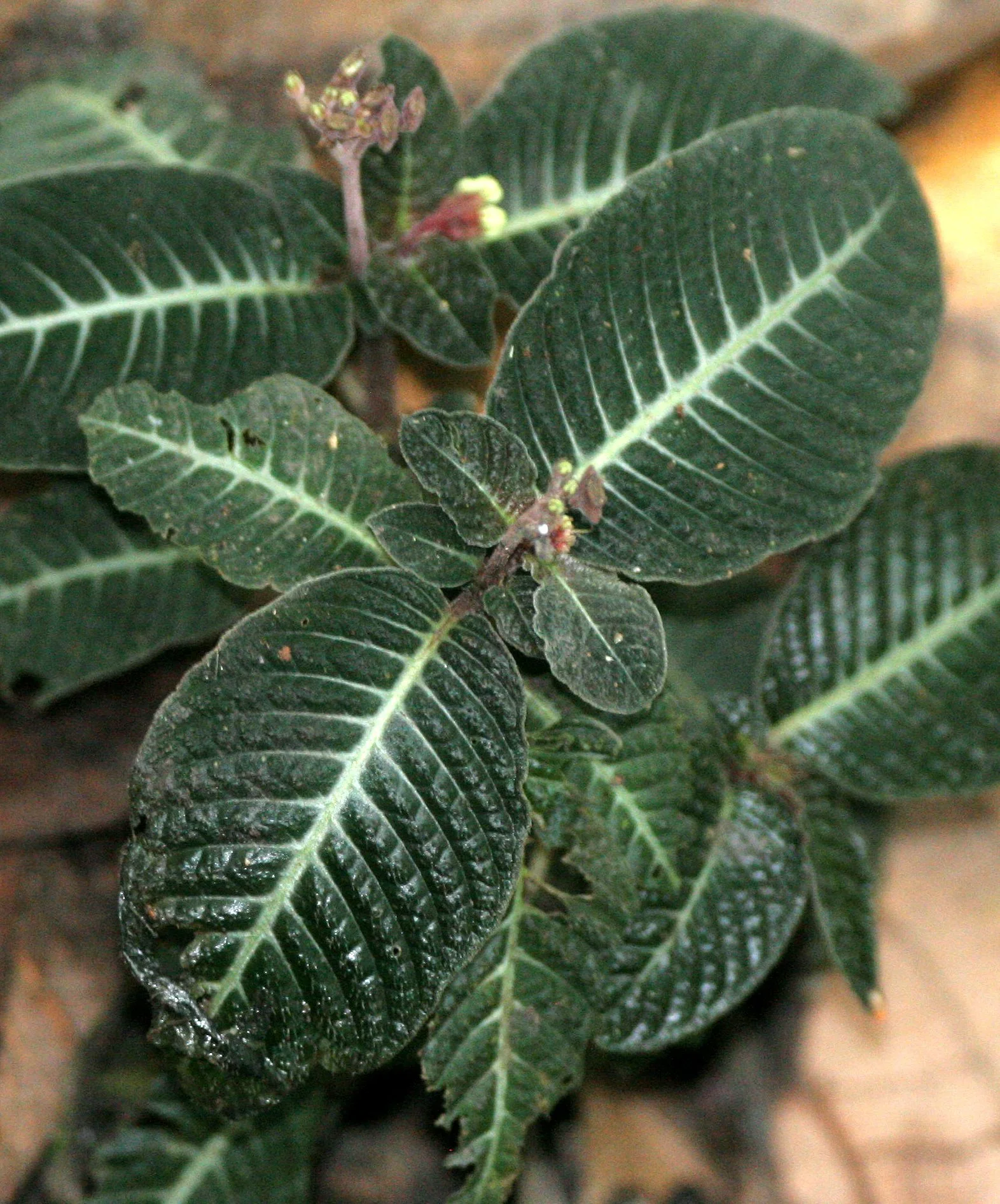 DANUM VALLEY - PLANT SPECIES B (2).JPG
