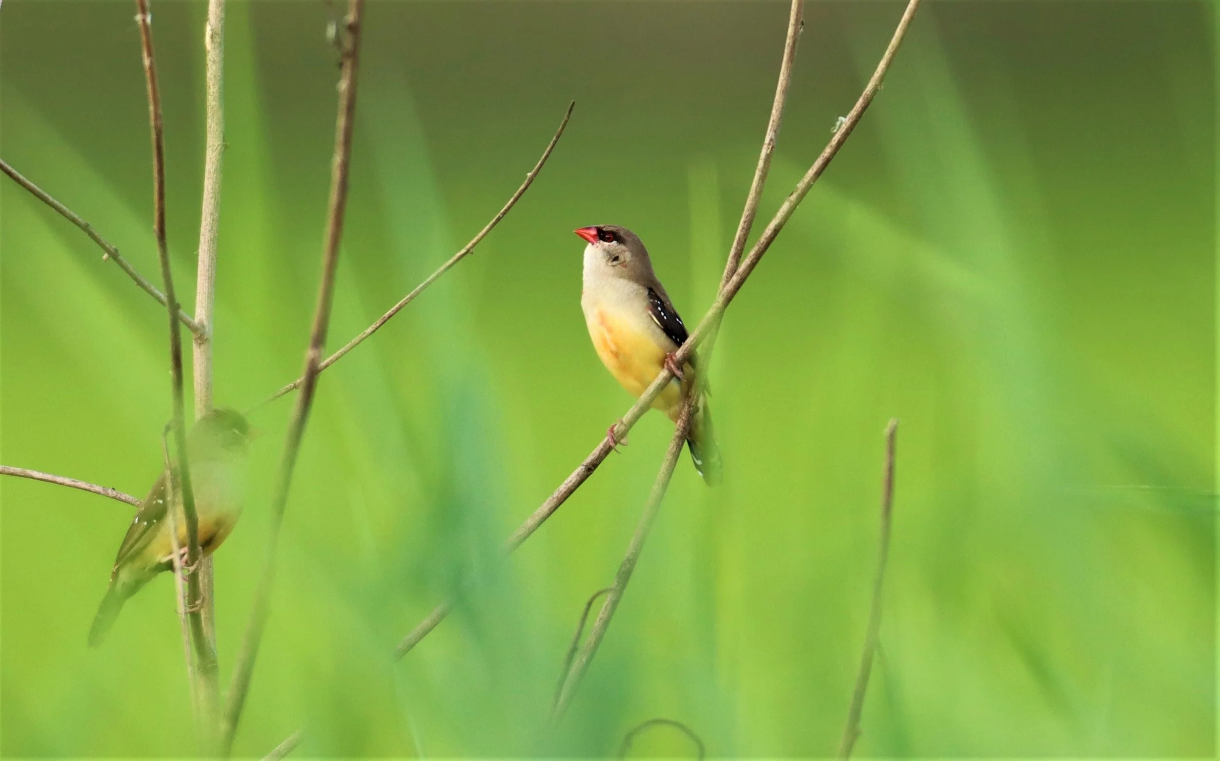 RED AVADAVAT - Amandava amandava - LAT KRABANG RICE FIELDS AT THAP YAO (13).jpg