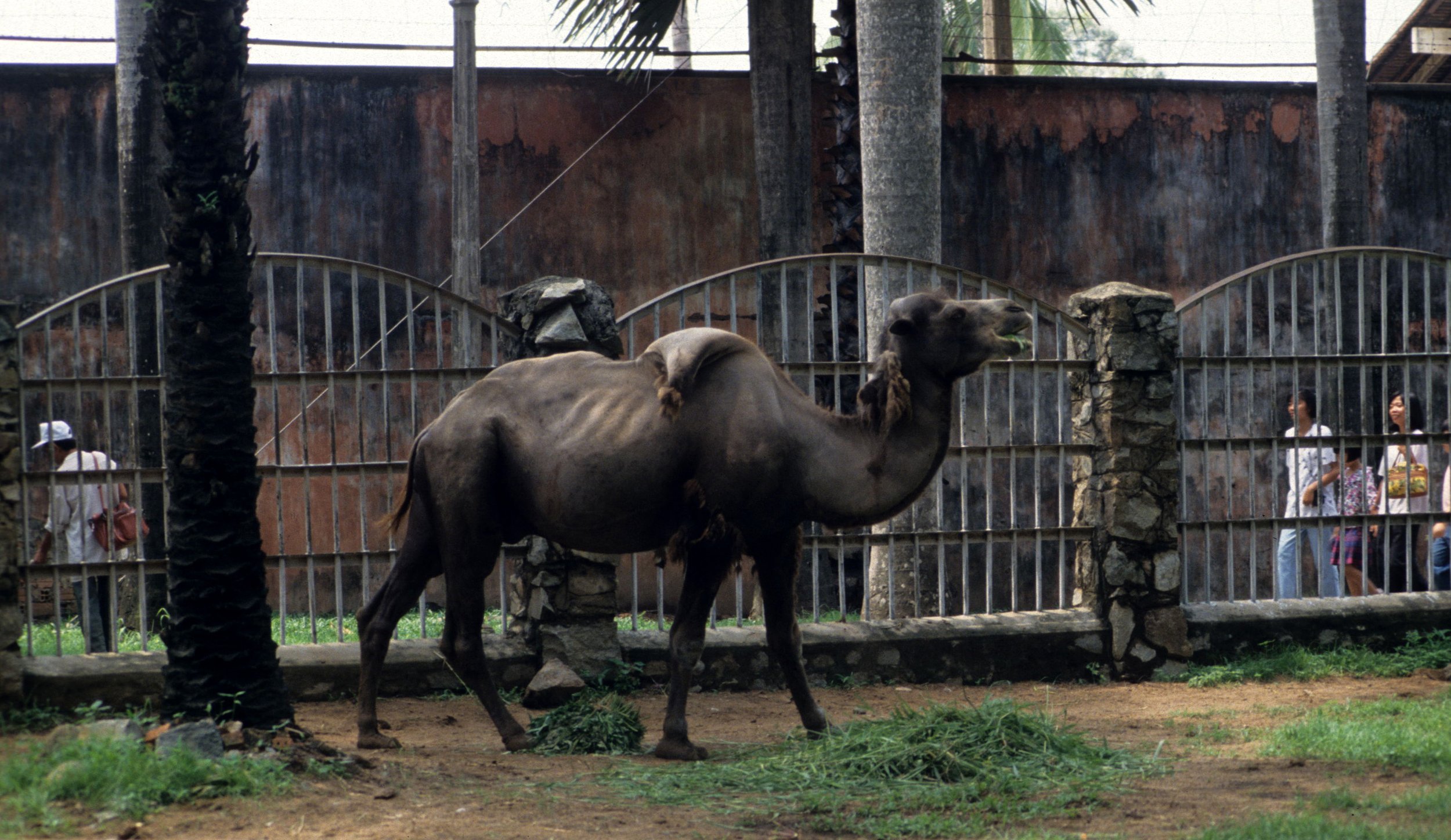 VIET NAM - ANIMAL SPECIMENS (7).jpg