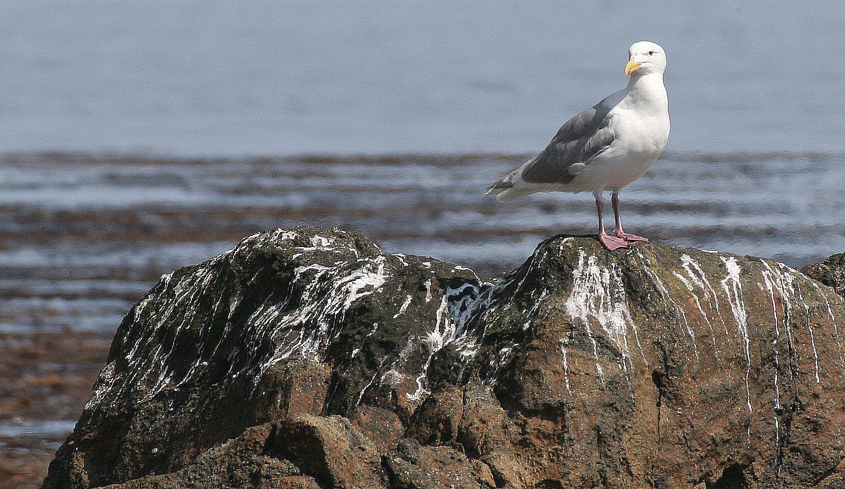 BIRD - GULL - GLAUCOUS - COMMANDERS SUBSPECIES (2).jpg