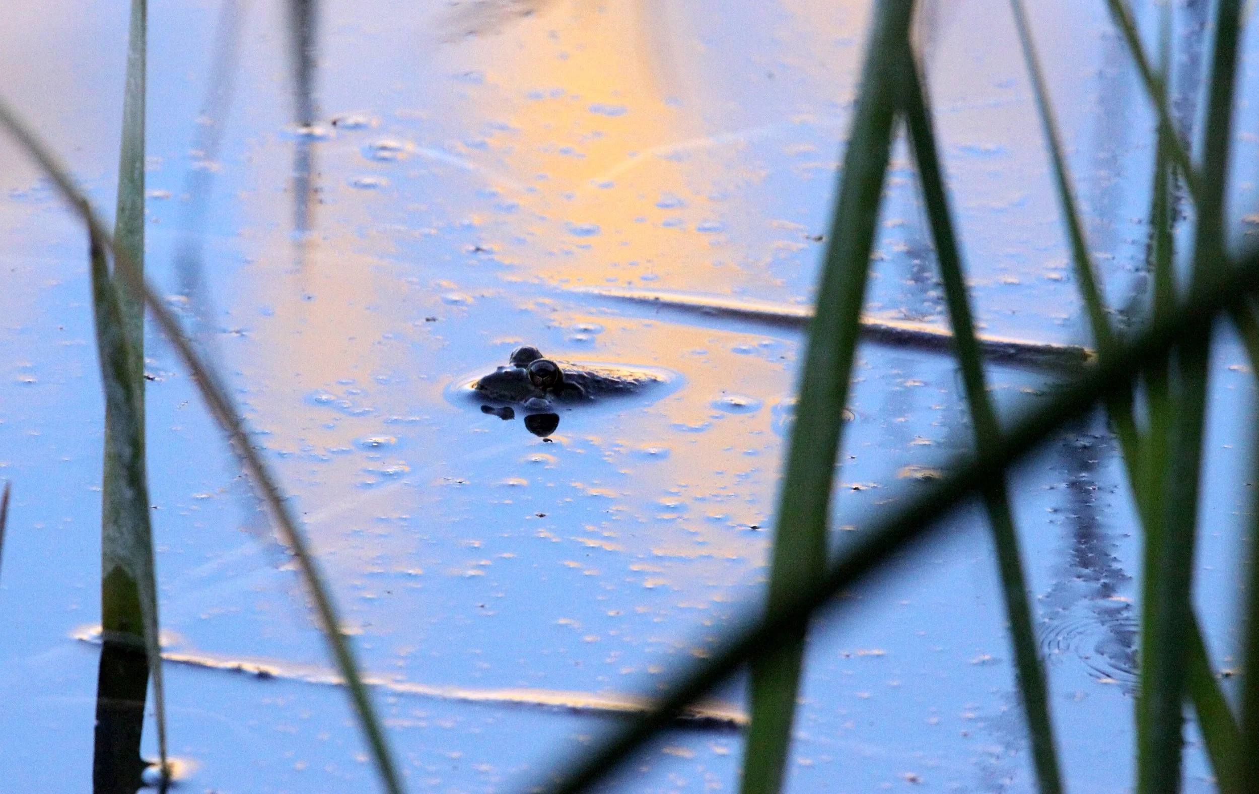 AMPHIBIAN - FROG SPECIES - KAROO NATIONAL PARK SOUTH AFRICA.JPG